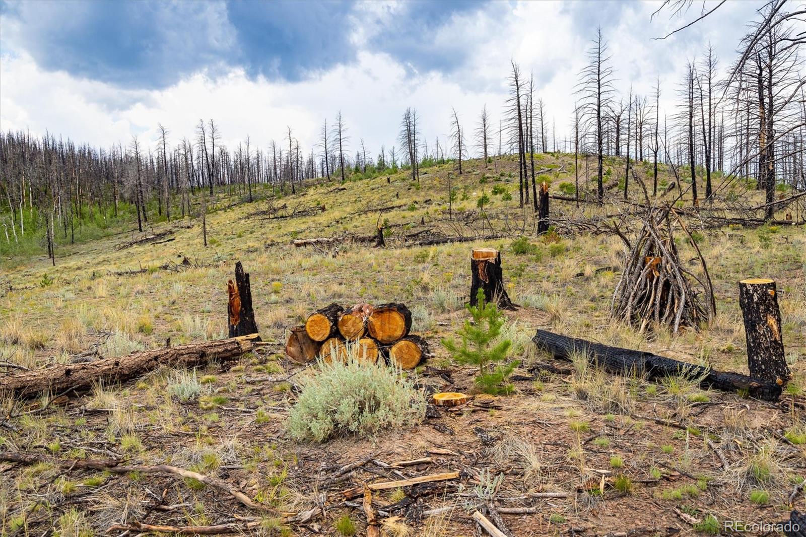 637 Lynch Creek Court