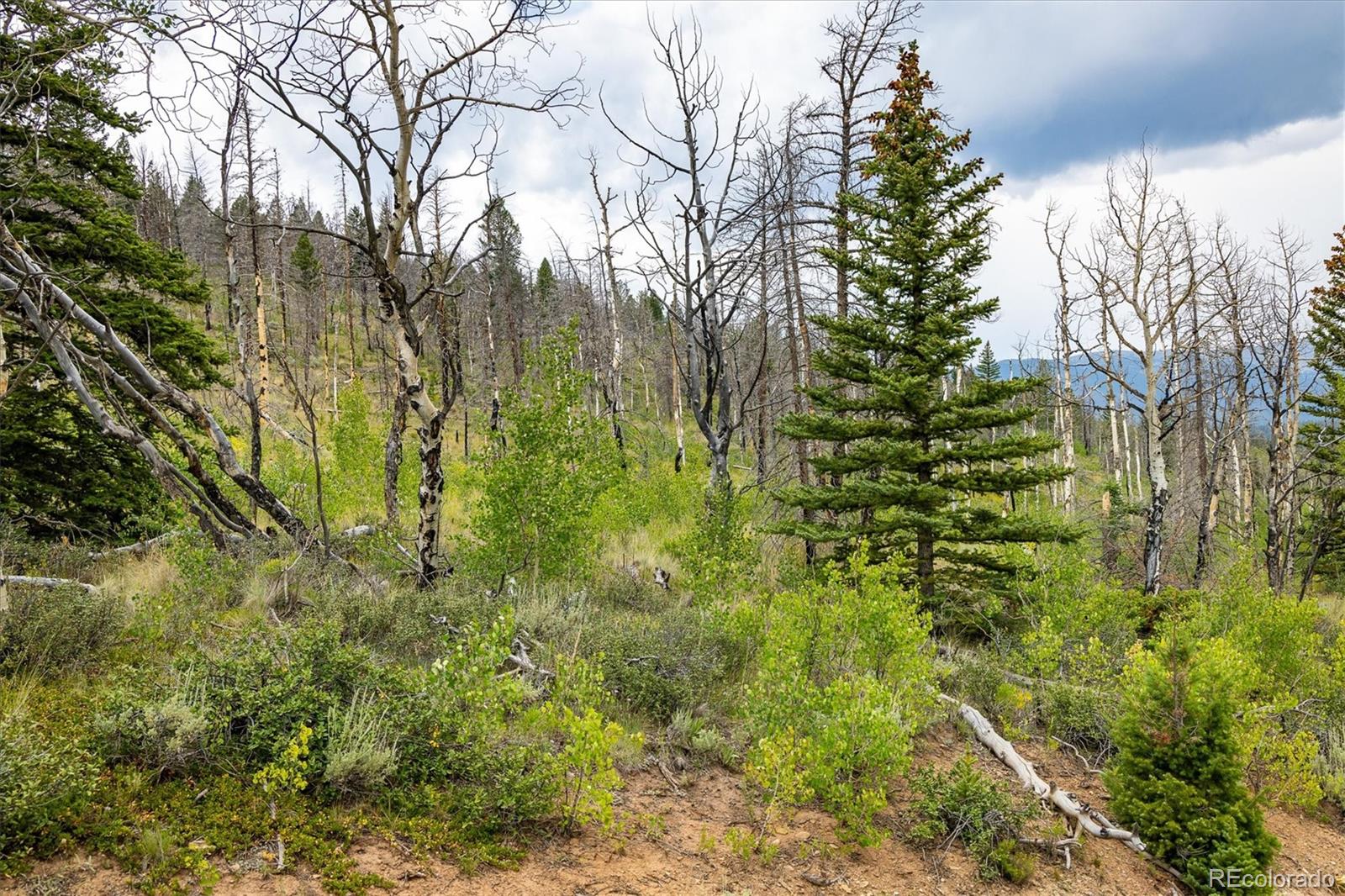 637 Lynch Creek Court