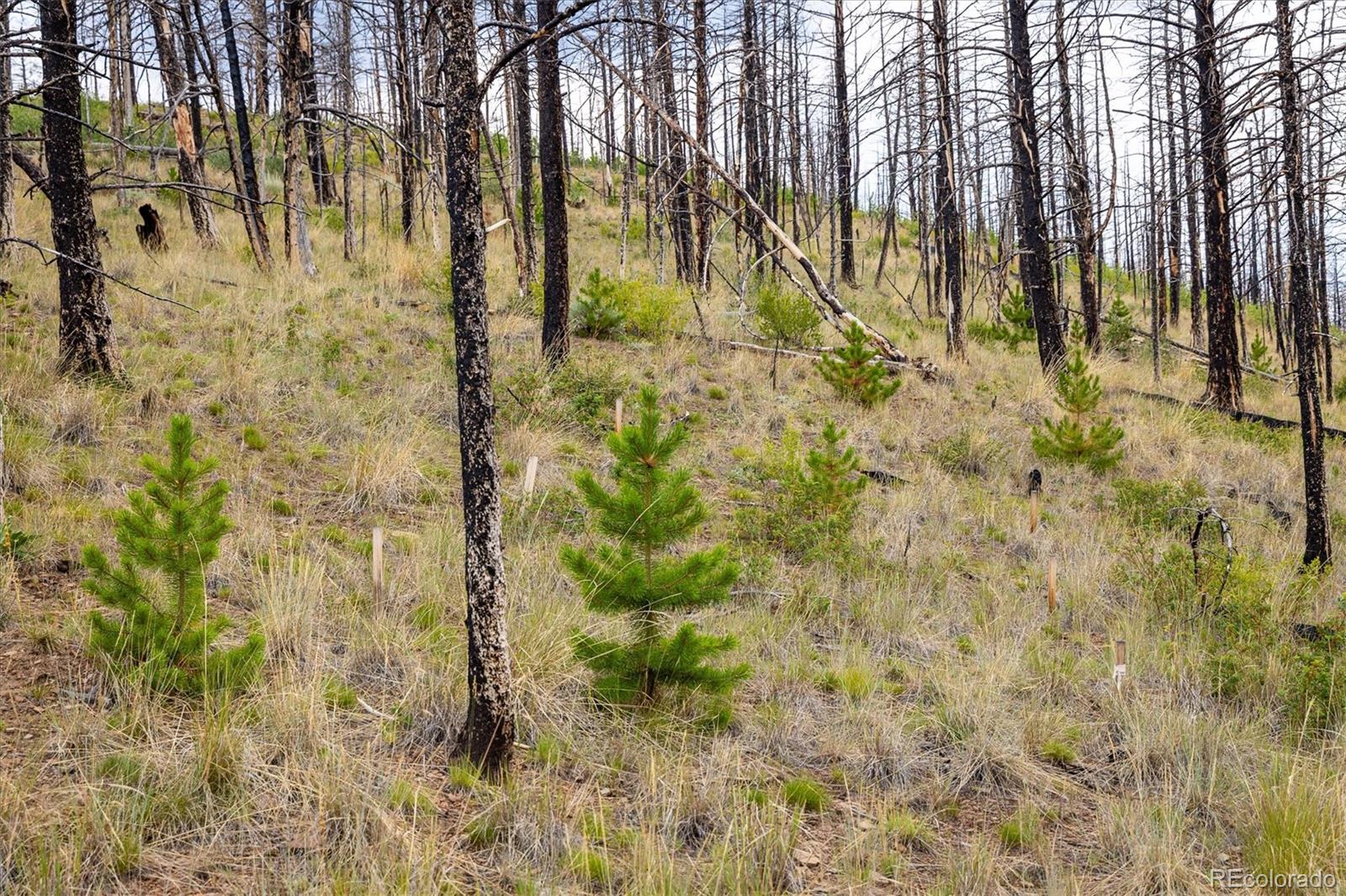 637 Lynch Creek Court