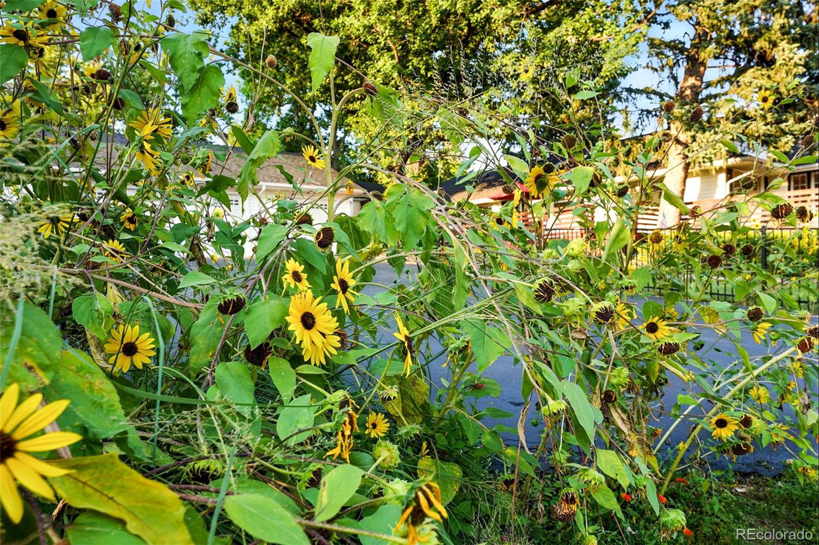 1101 Pikeview Street