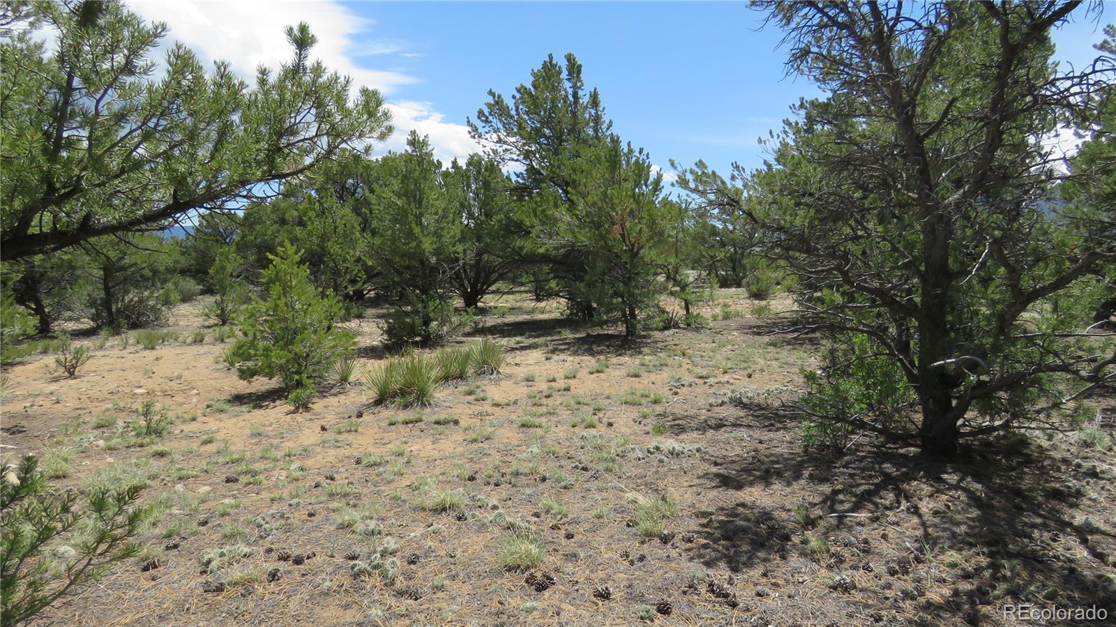 29266 Timber Ridge