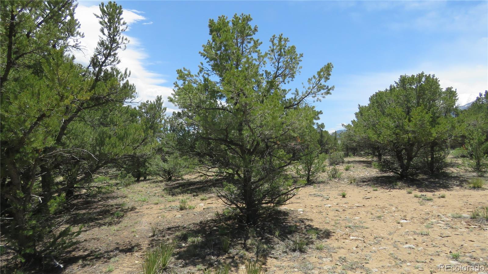 29266 Timber Ridge