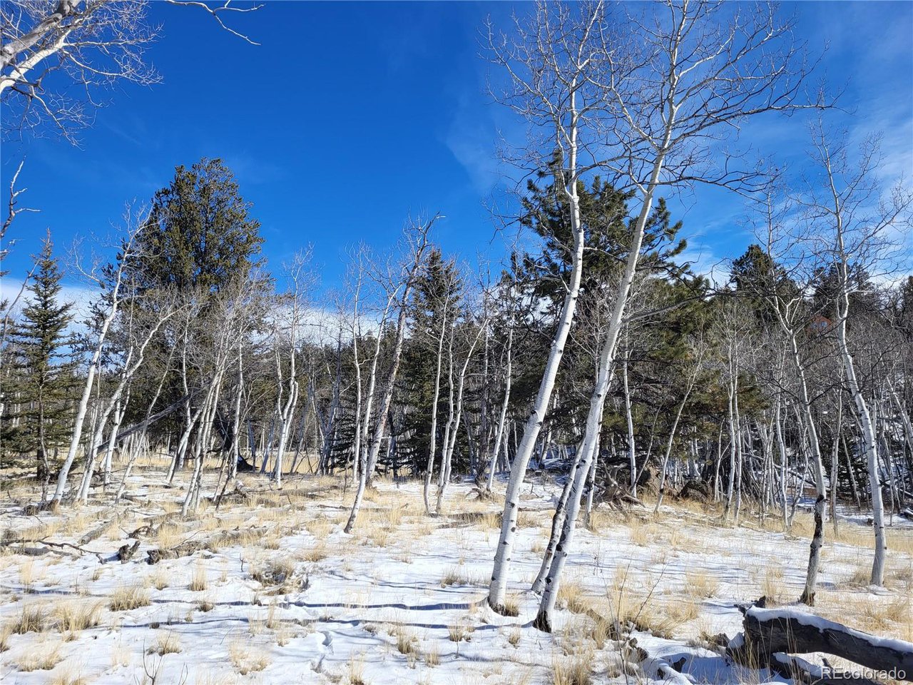 81 Concord Dr
