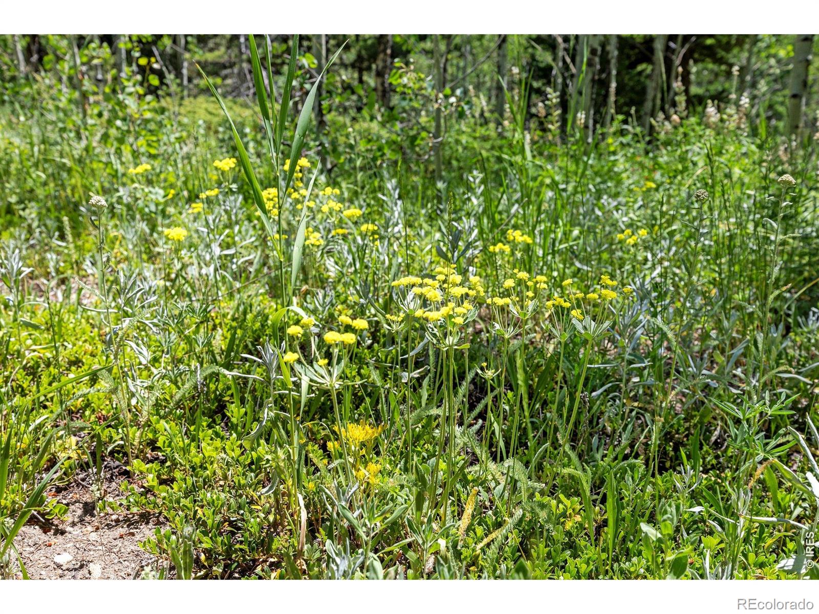 1568 County Road 103