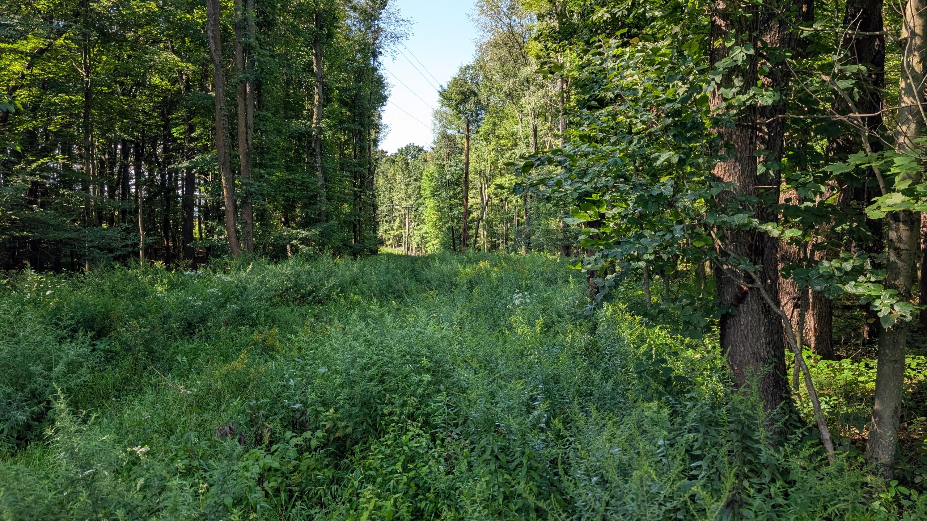 PATRICKS RD