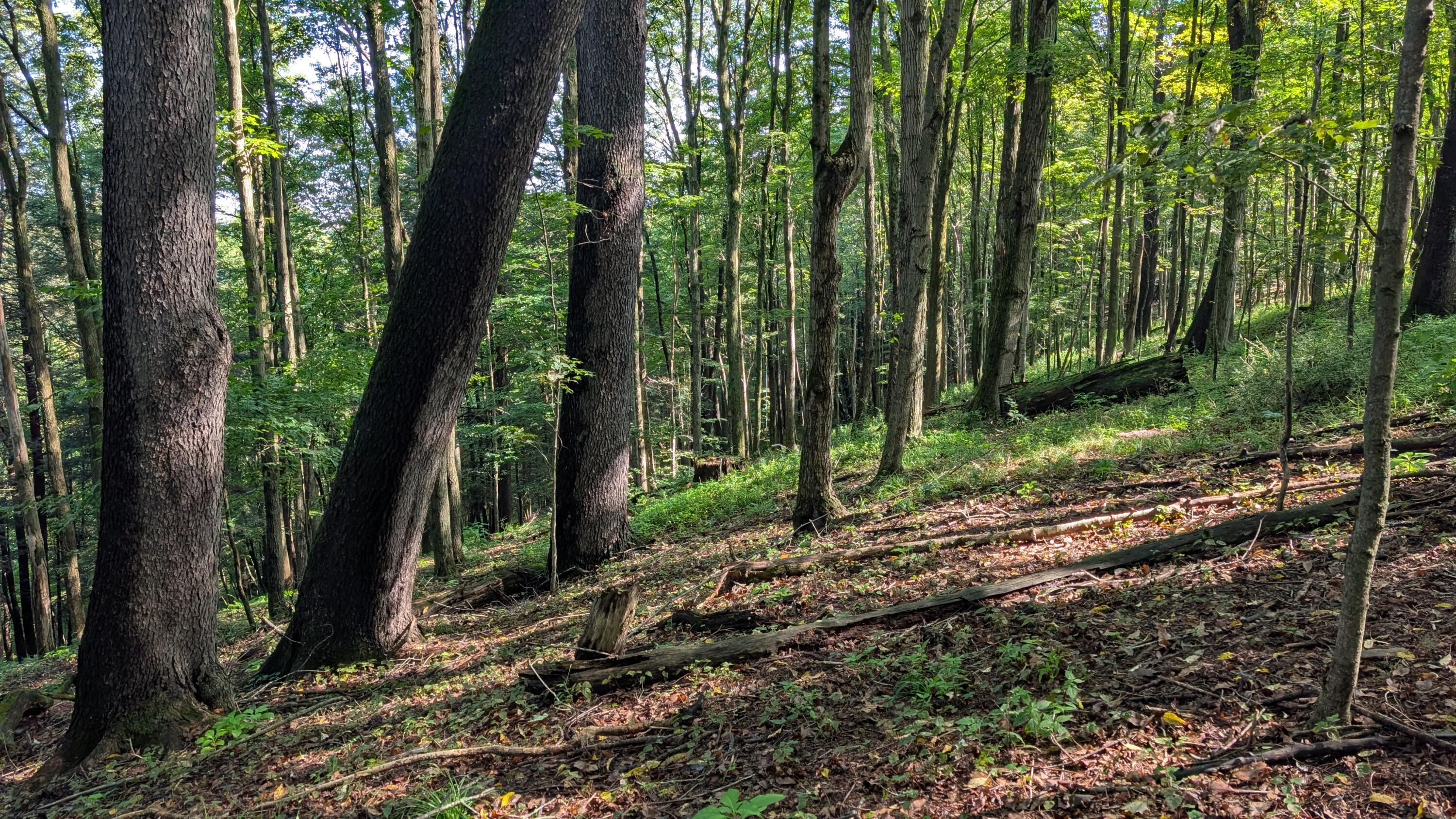 PATRICKS RD