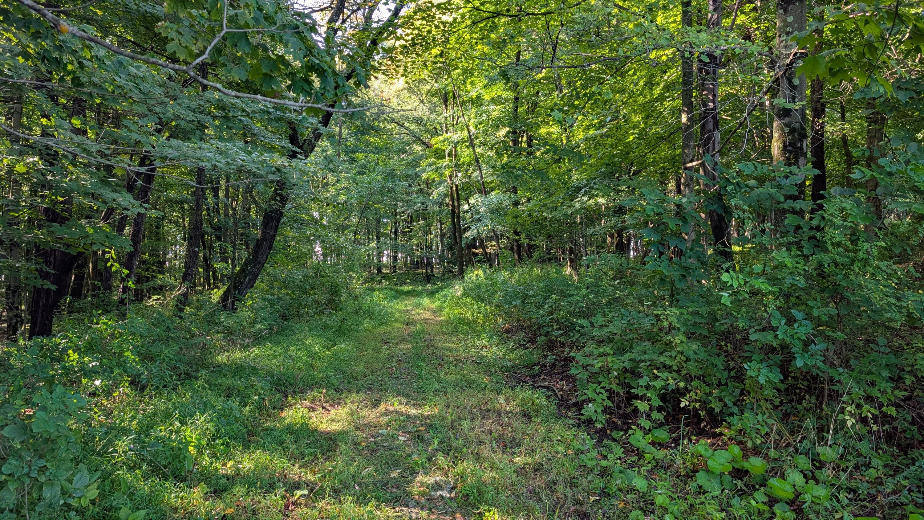 PATRICKS RD