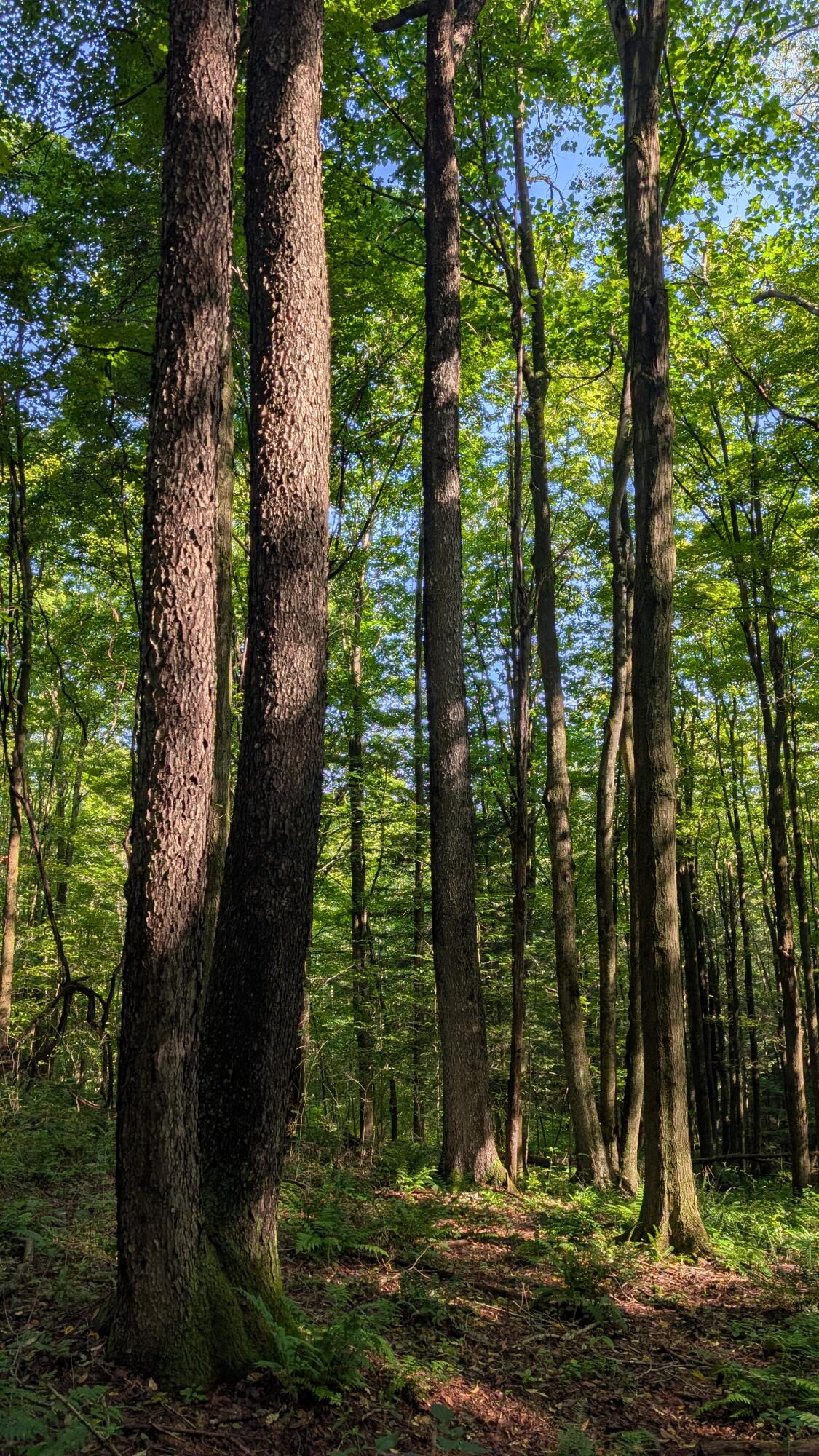 PATRICKS RD
