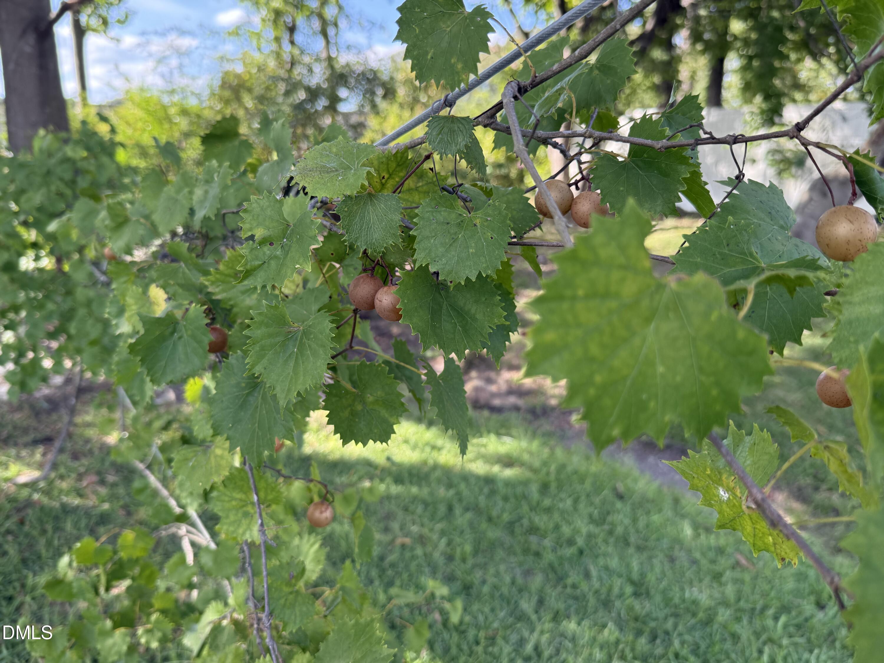 Fruiting vine with clusters of tan fruit and broad green leaves over a shaded lawn.
