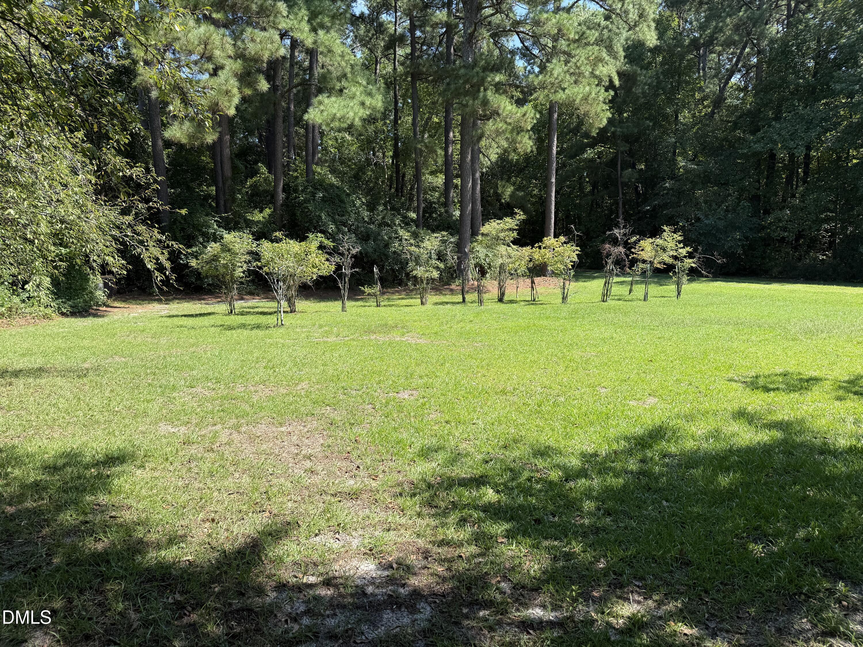 Grassy yard bordered by small trees and dense mature woods.