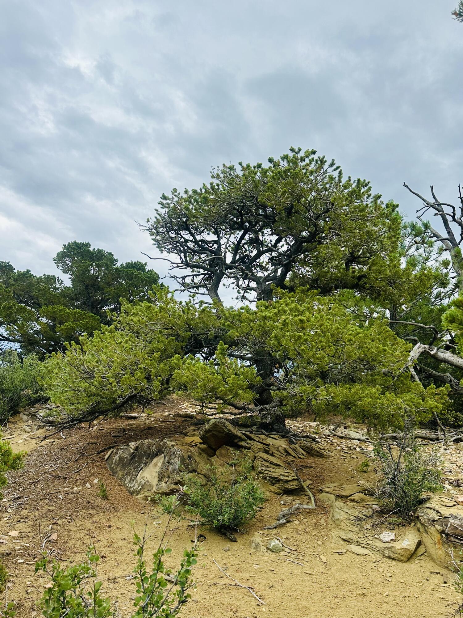 6834 US Hwy -160 lot 34, CO Unit: lot 34