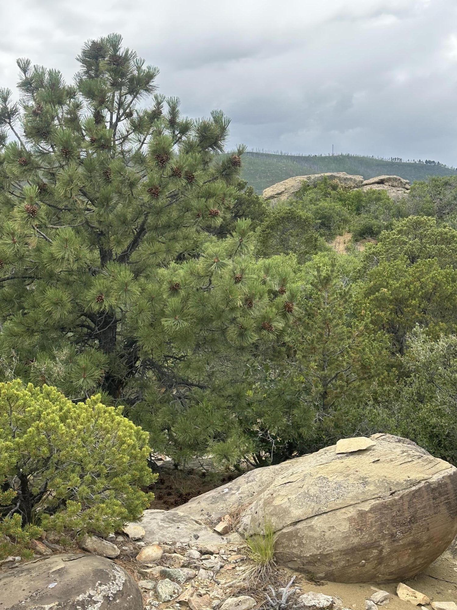 6834 US Hwy -160 lot 34, CO Unit: lot 34
