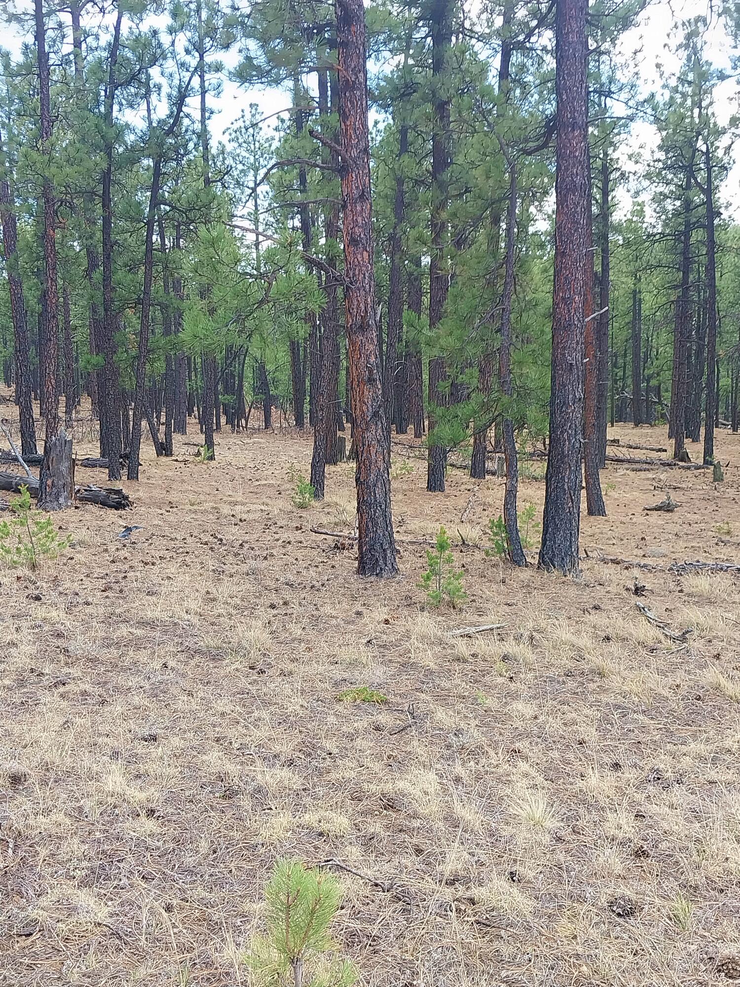 12012 Switchback Rd