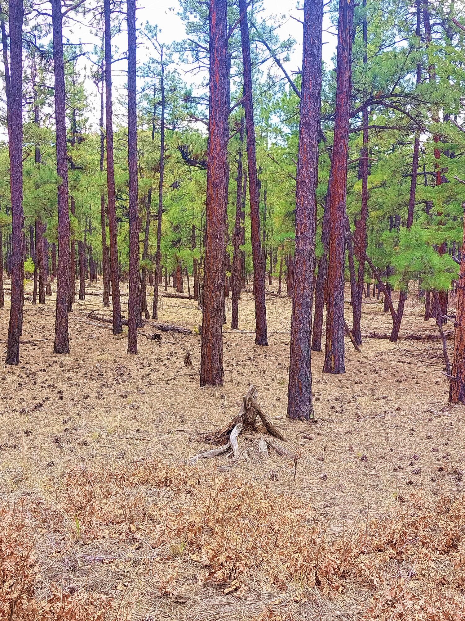 12012 Switchback Rd