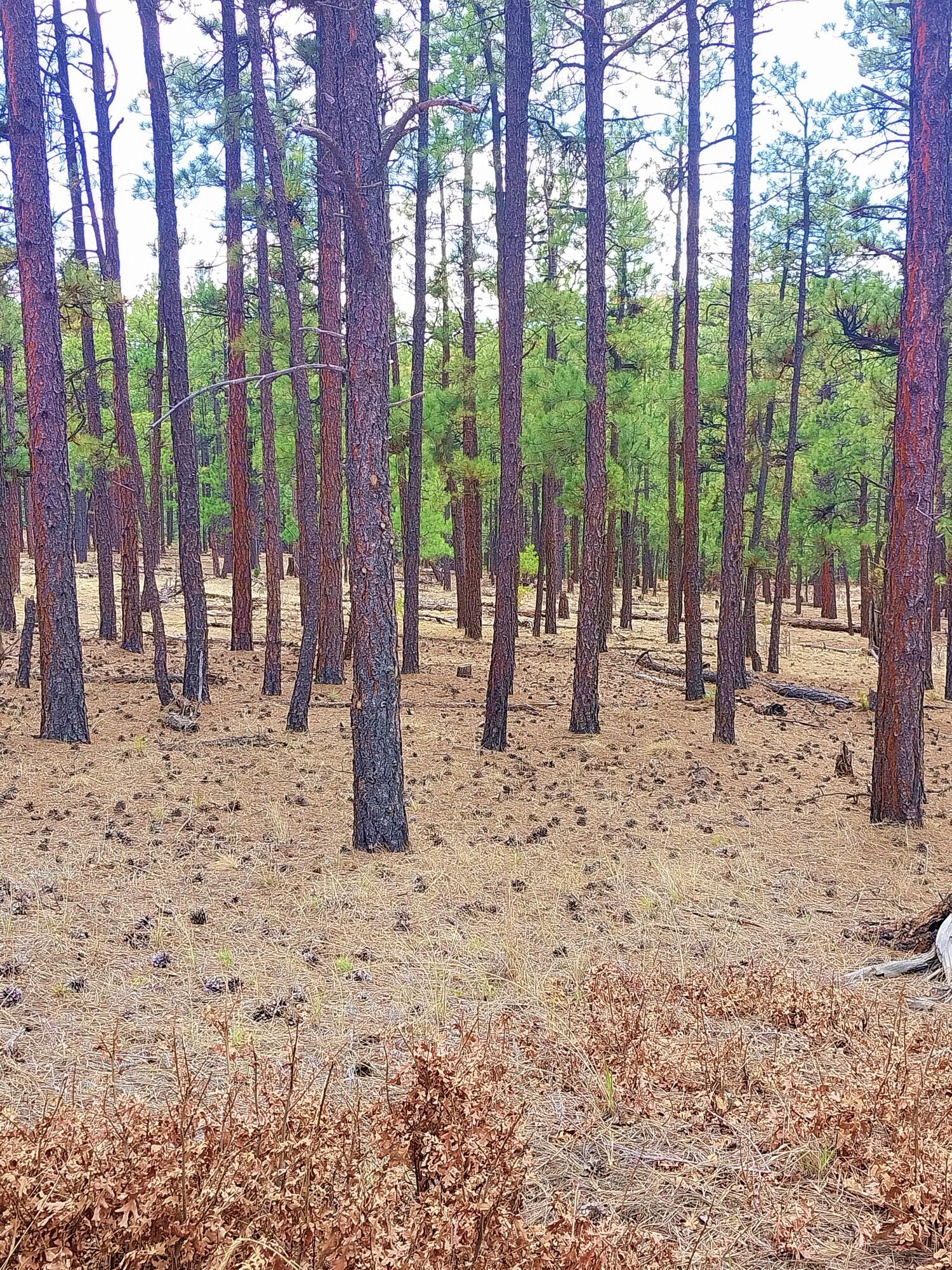 12012 Switchback Rd