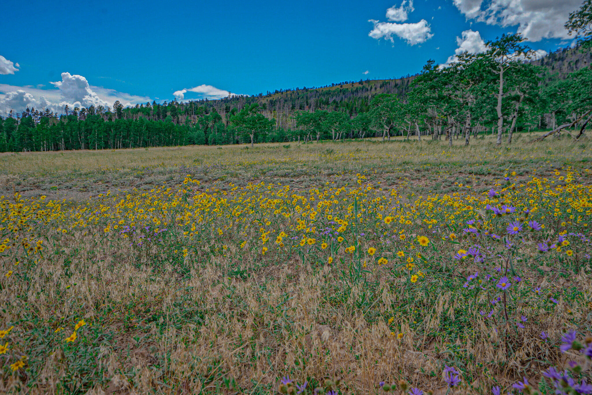 TBD Parsons Rd