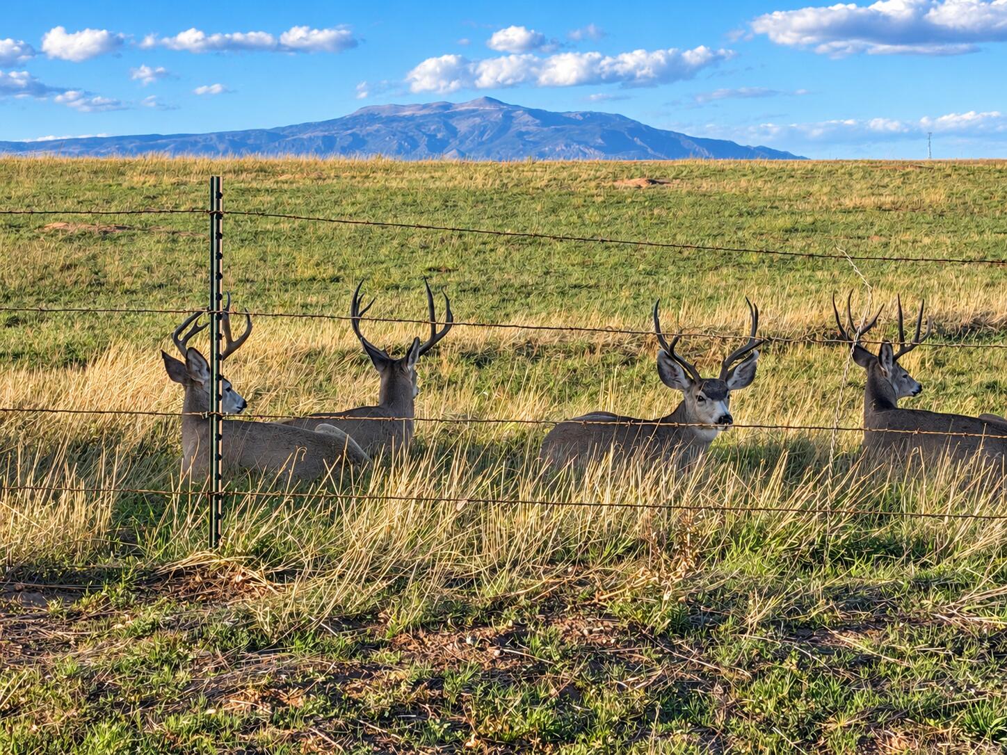 2251 County Road 430, CO
