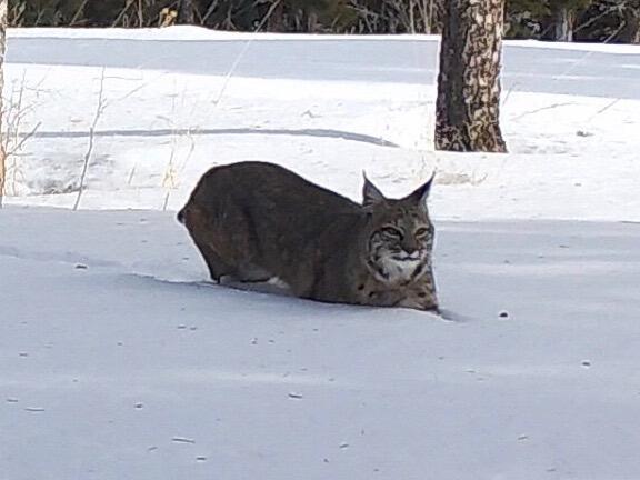 3140 Schierl Rd, Ft. Garland, CO