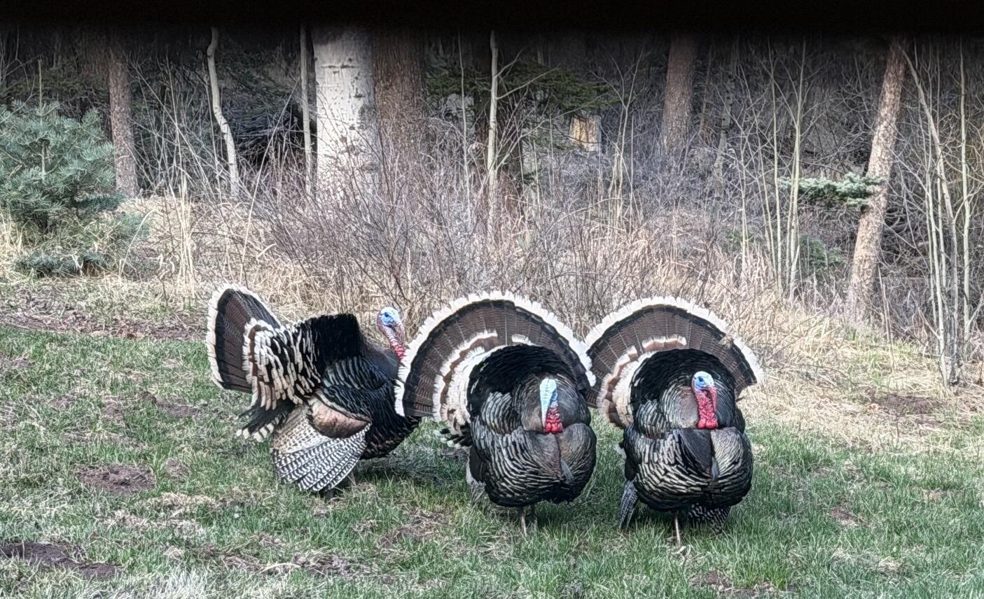 3140 Schierl Rd, Ft. Garland, CO