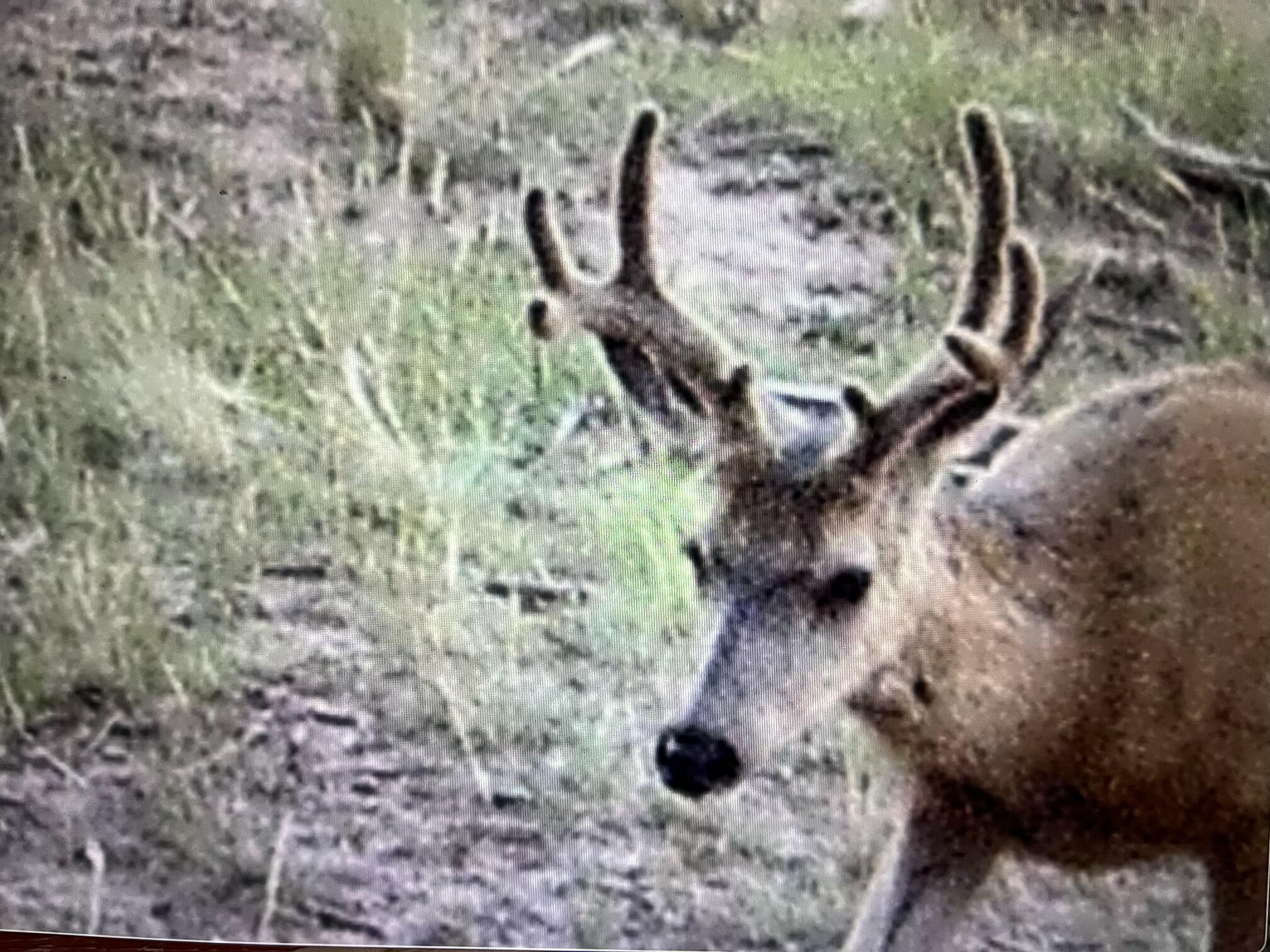 3140 Schierl Rd, Ft. Garland, CO