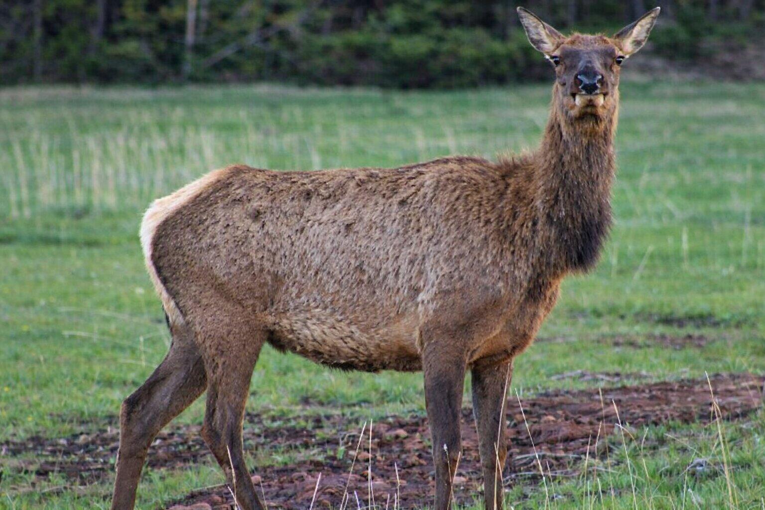 3140 Schierl Rd, Ft. Garland, CO