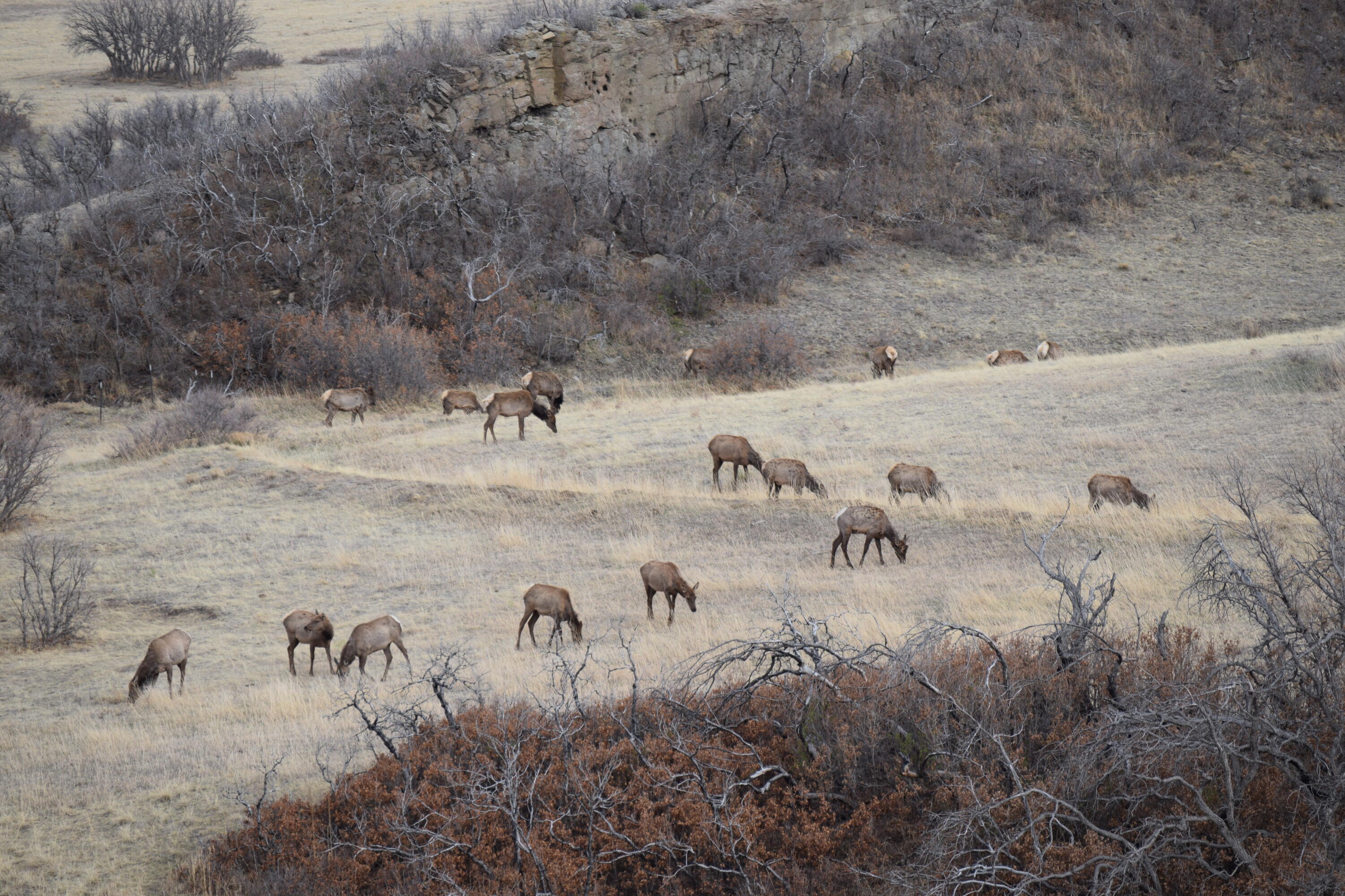 1325 Primavera Pl, CO