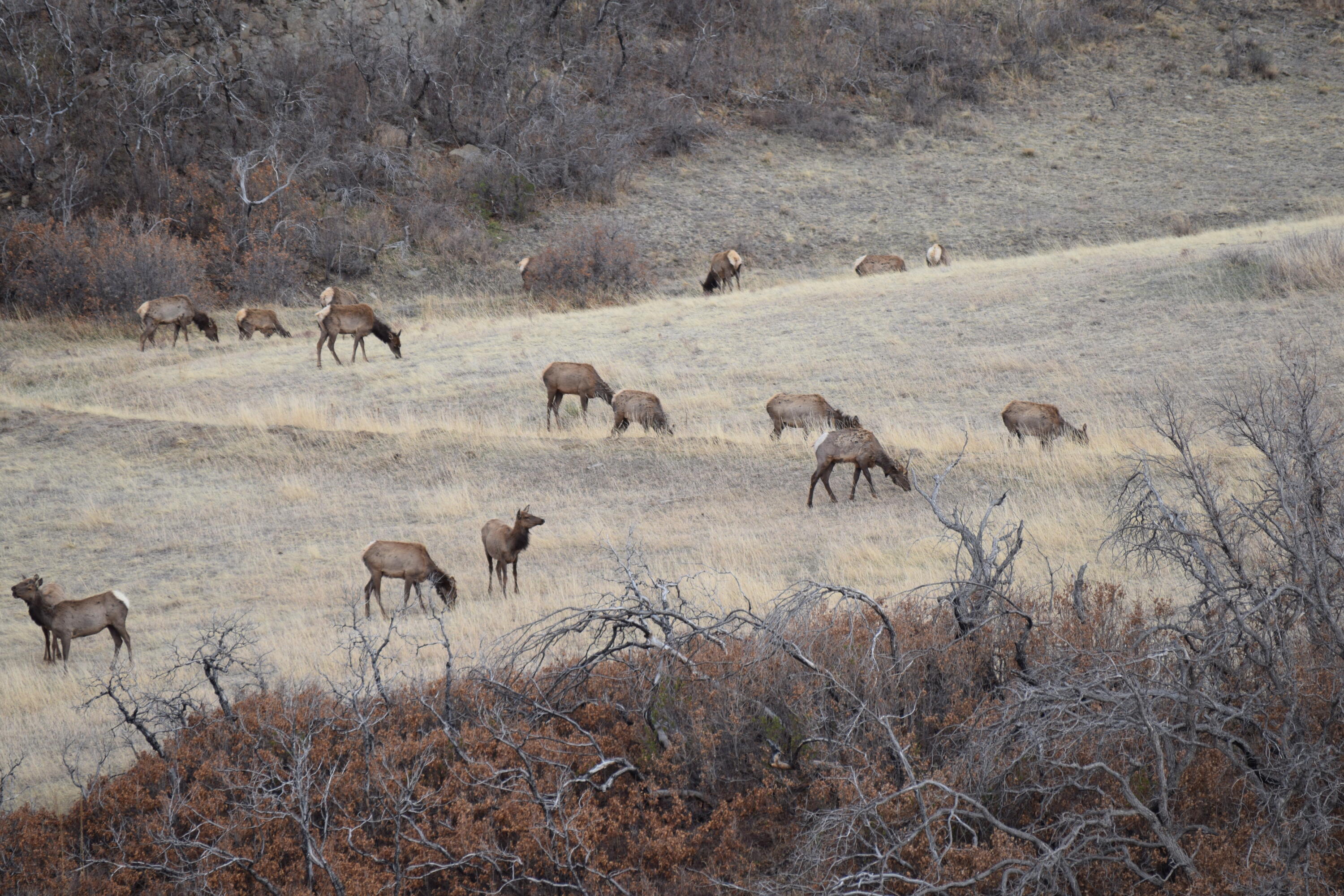 1325 Primavera Pl, CO