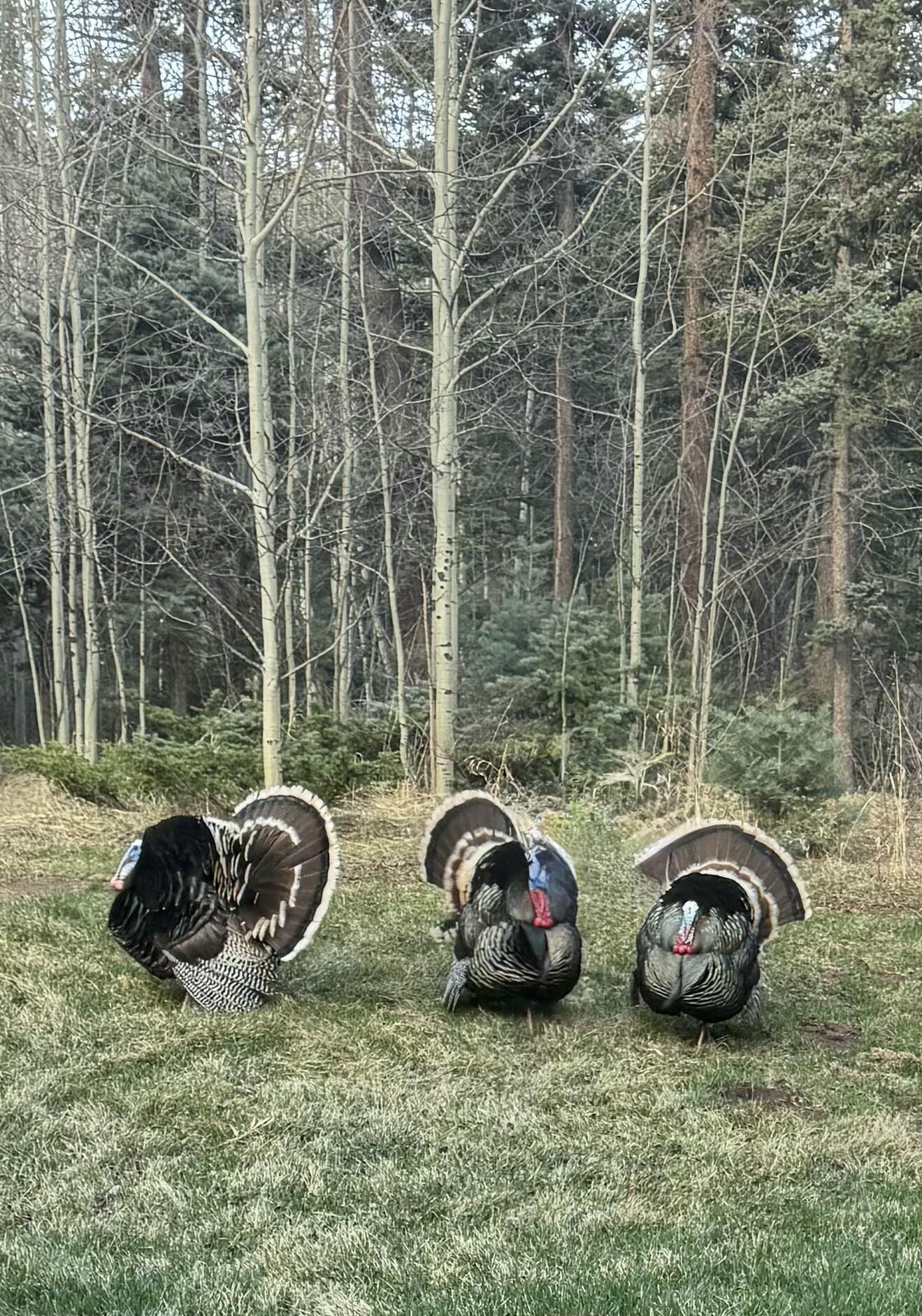 730 Panadero Loop, CO