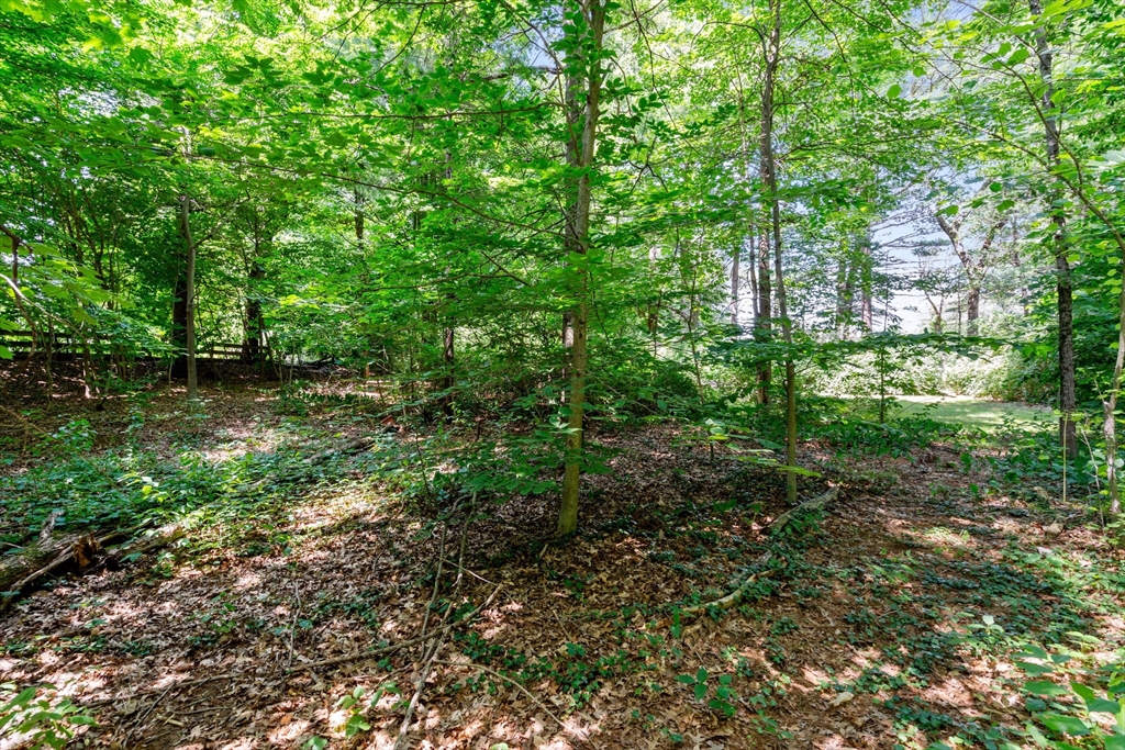 15 Forest