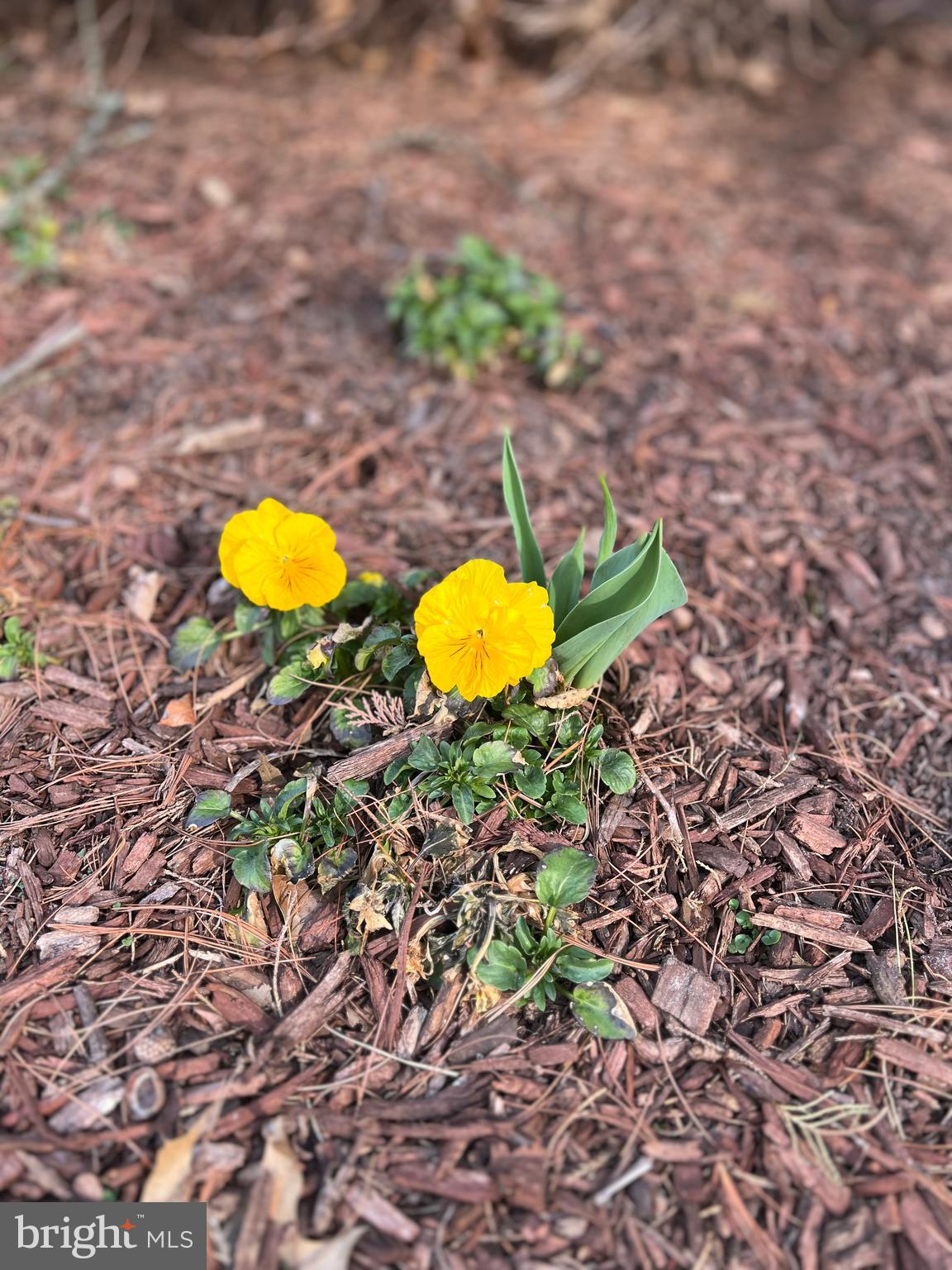 2405 YARMOUTH LANE A