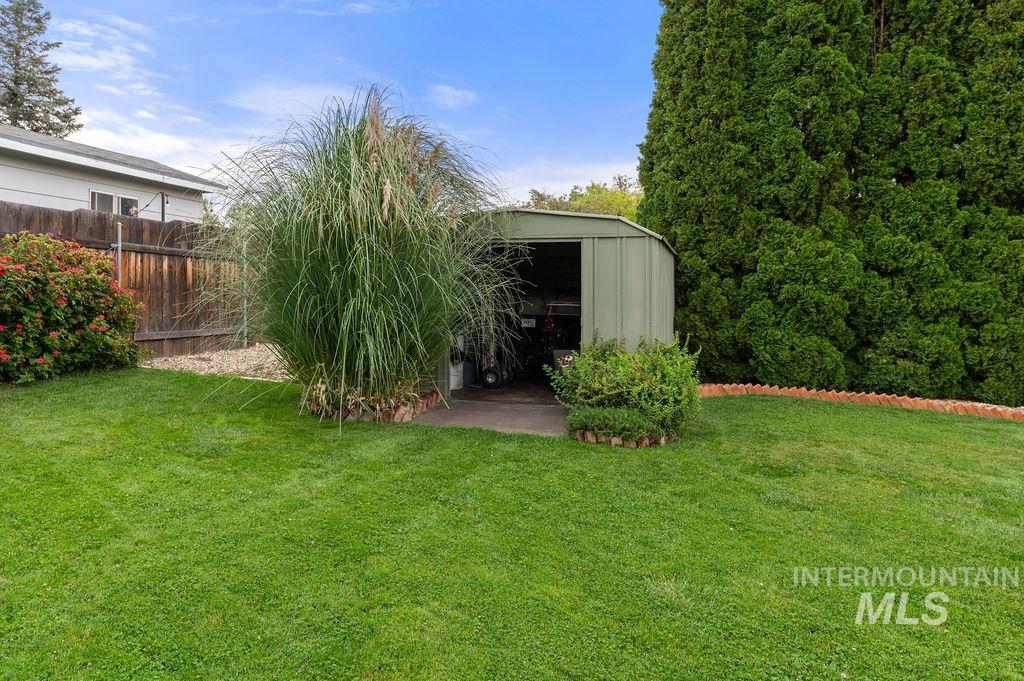 Backyard with a green lawn, pale green storage shed, ornamental grasses, and tall evergreen hedges.