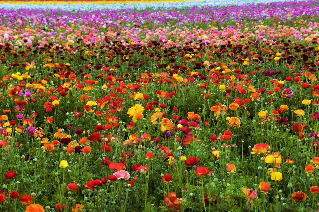 2652 Jefferson Street