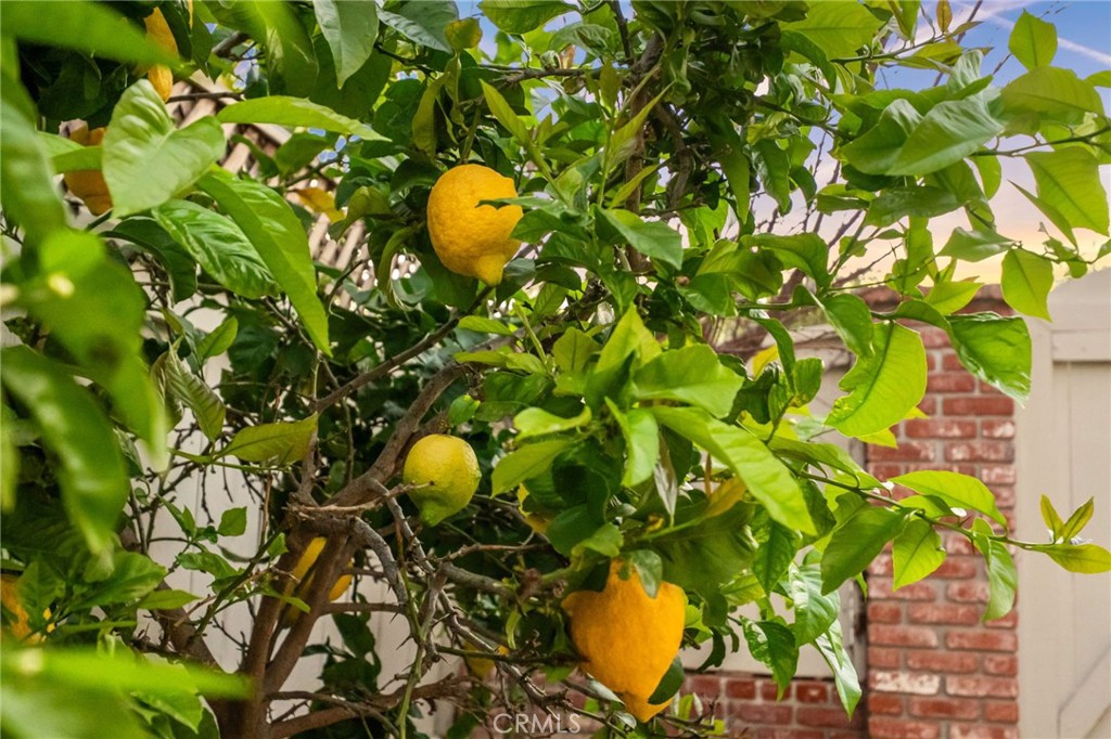 3 Candlebush