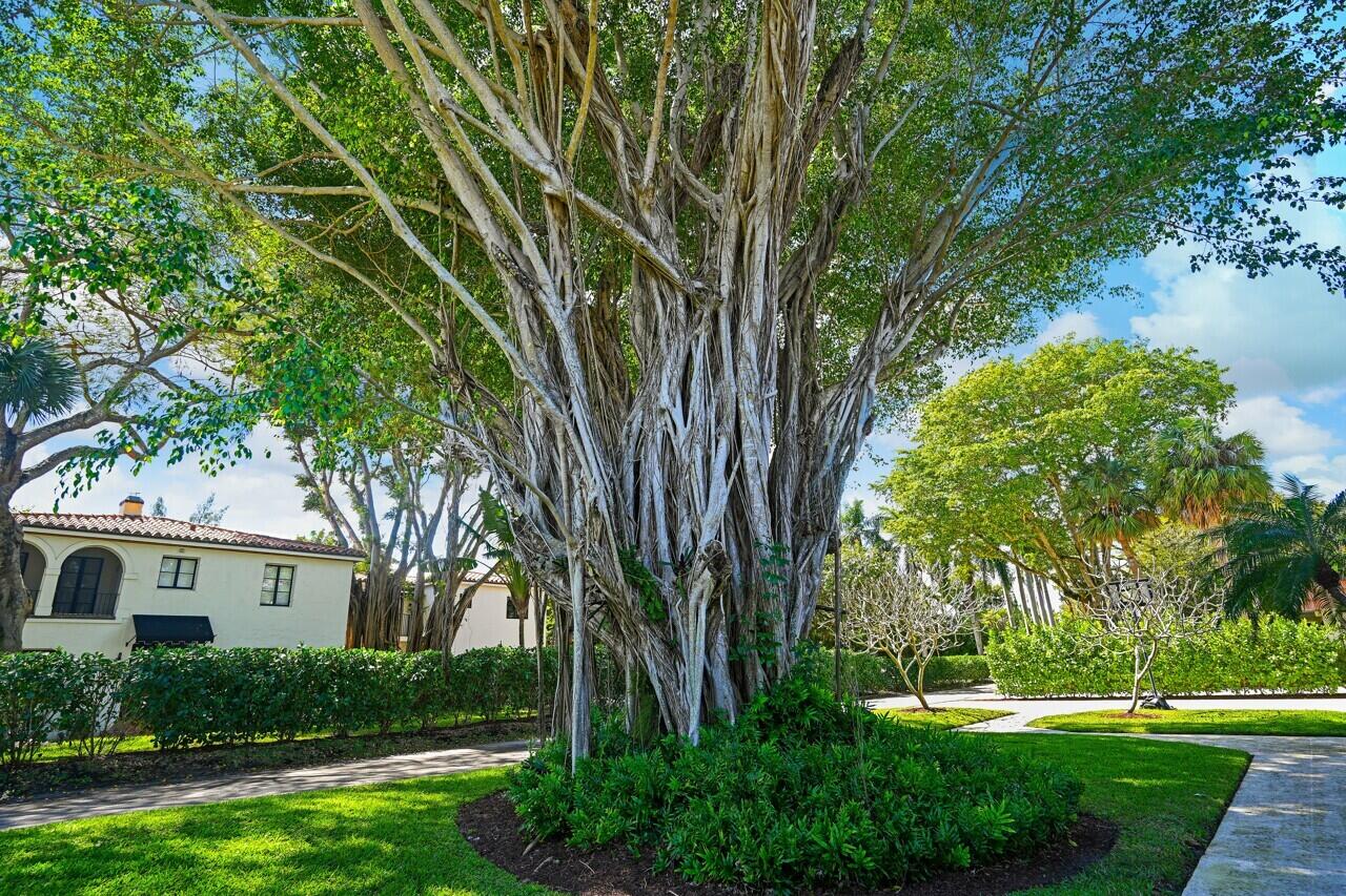 801 Hibiscus Street