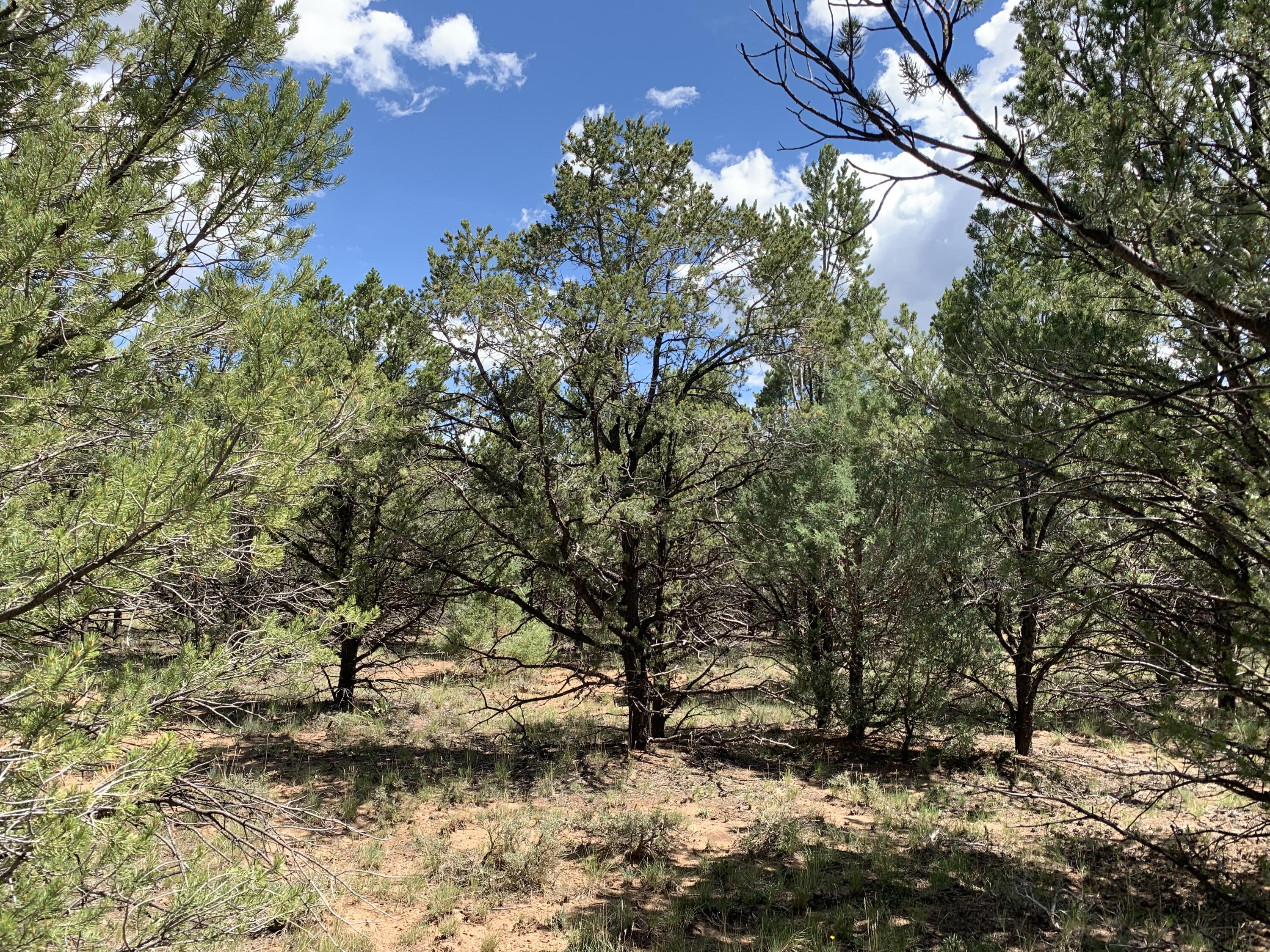 Wooded vacant lot with evergreen trees, low brush, and patches of reddish soil.