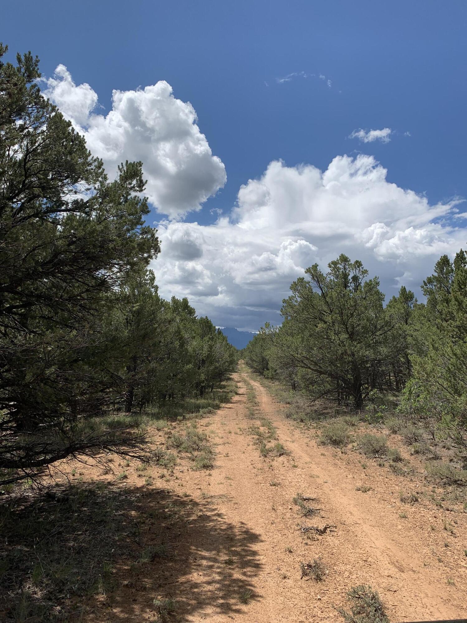 Dirt track through pine trees toward distant mountains beneath a cloud-filled blue sky.