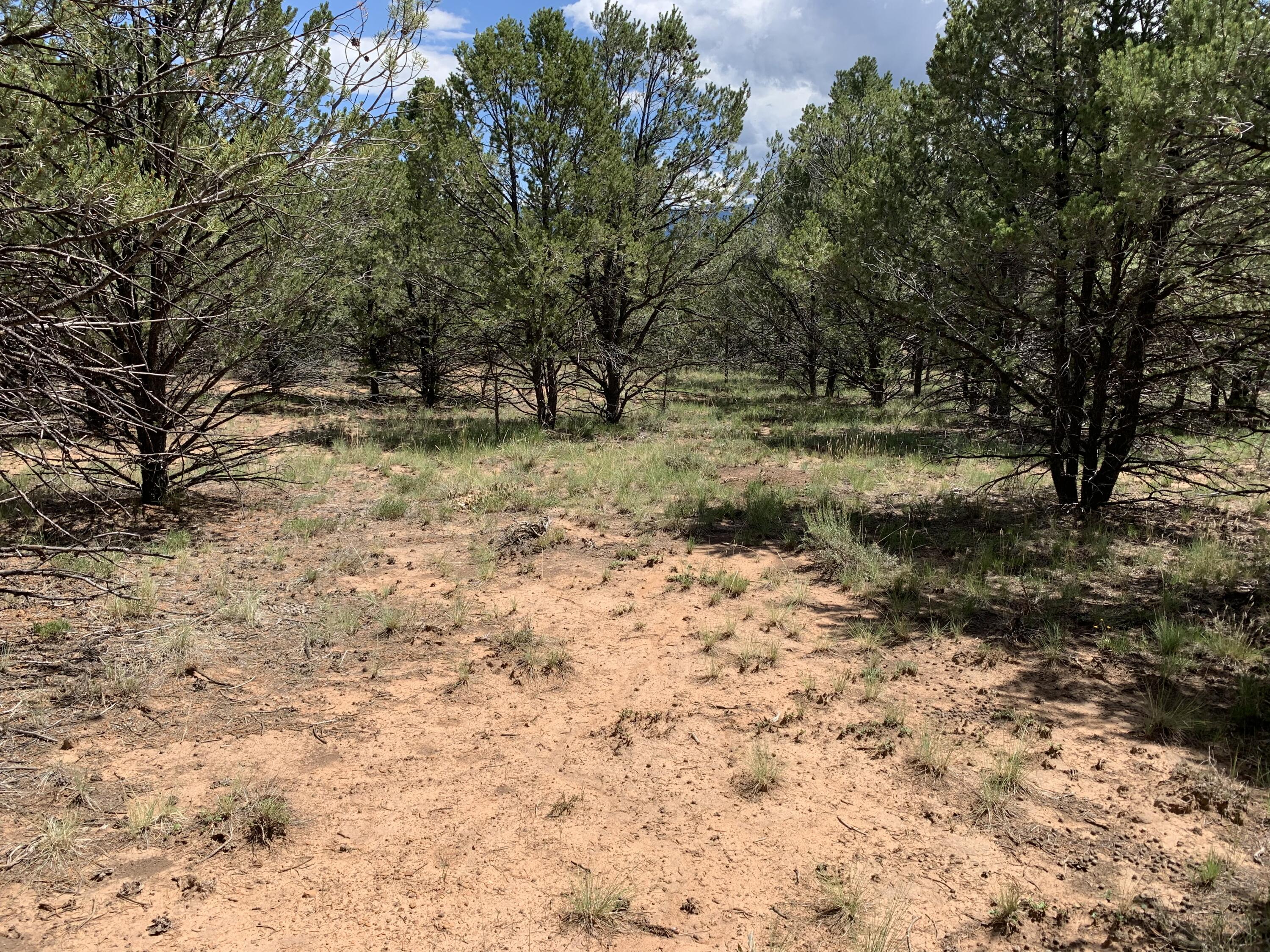 Wooded vacant lot with scattered pines and reddish sandy ground.
