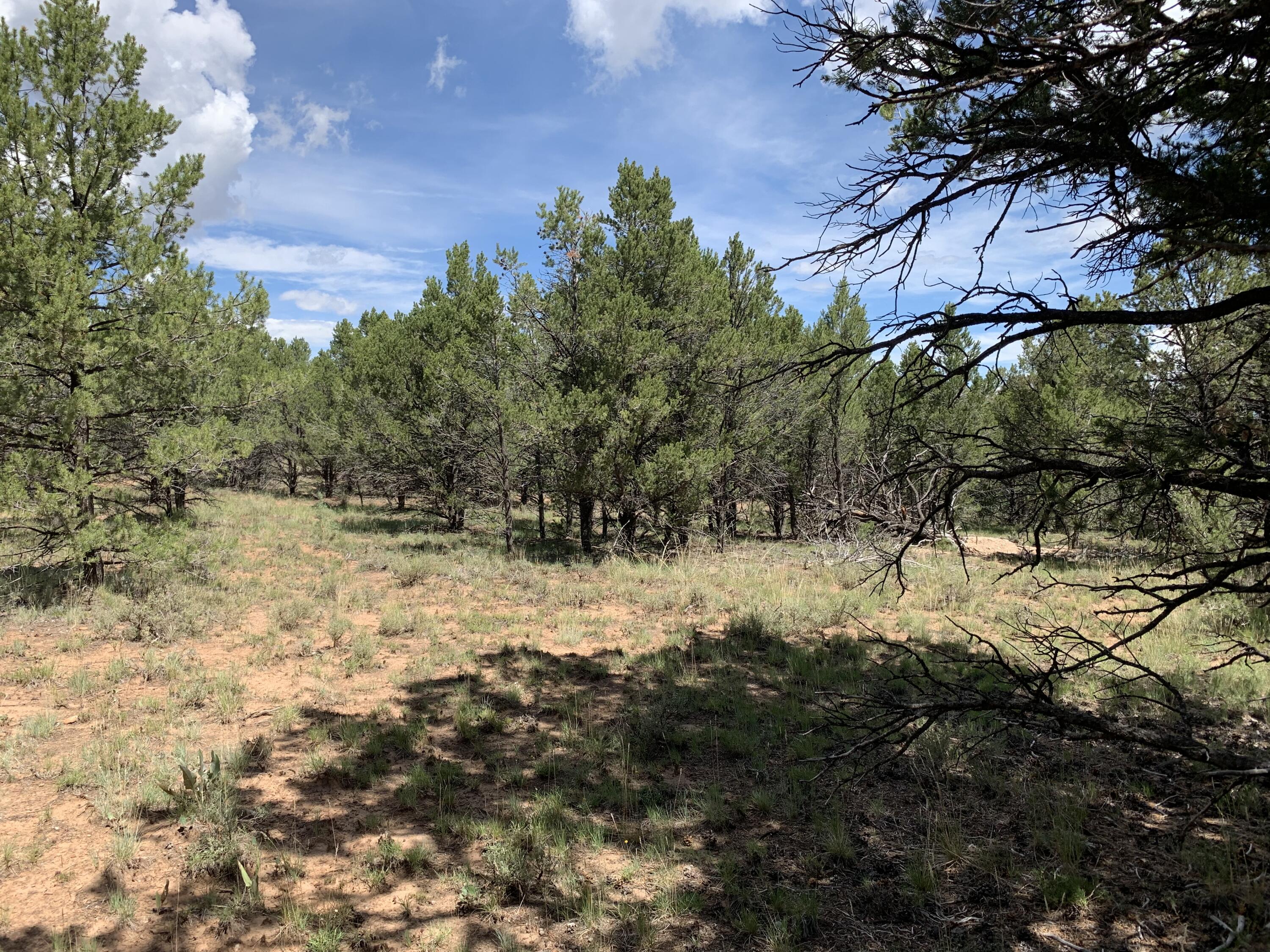 Wooded vacant land with a grassy clearing, pine trees, and sandy soil.
