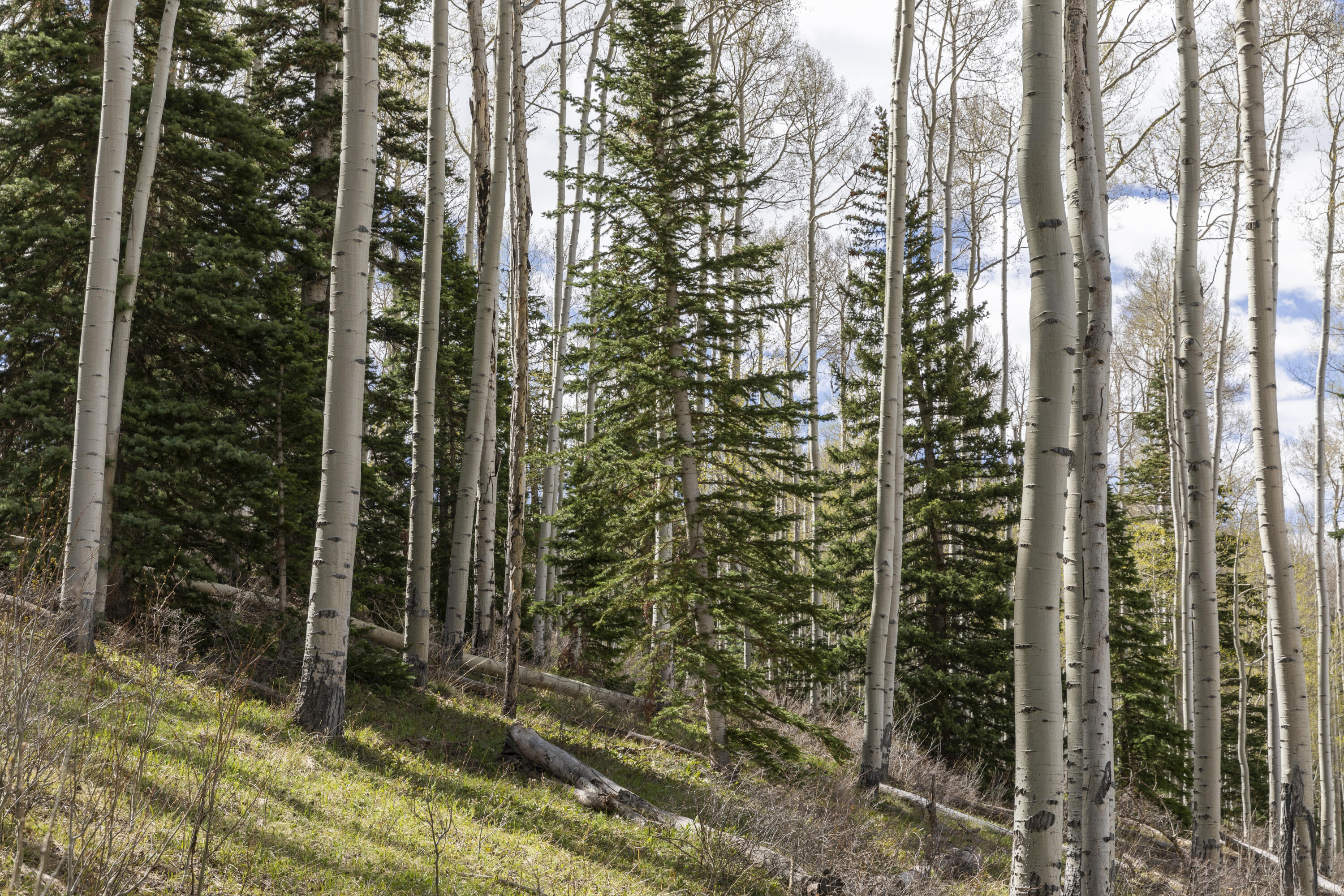 TBD Elk Run
