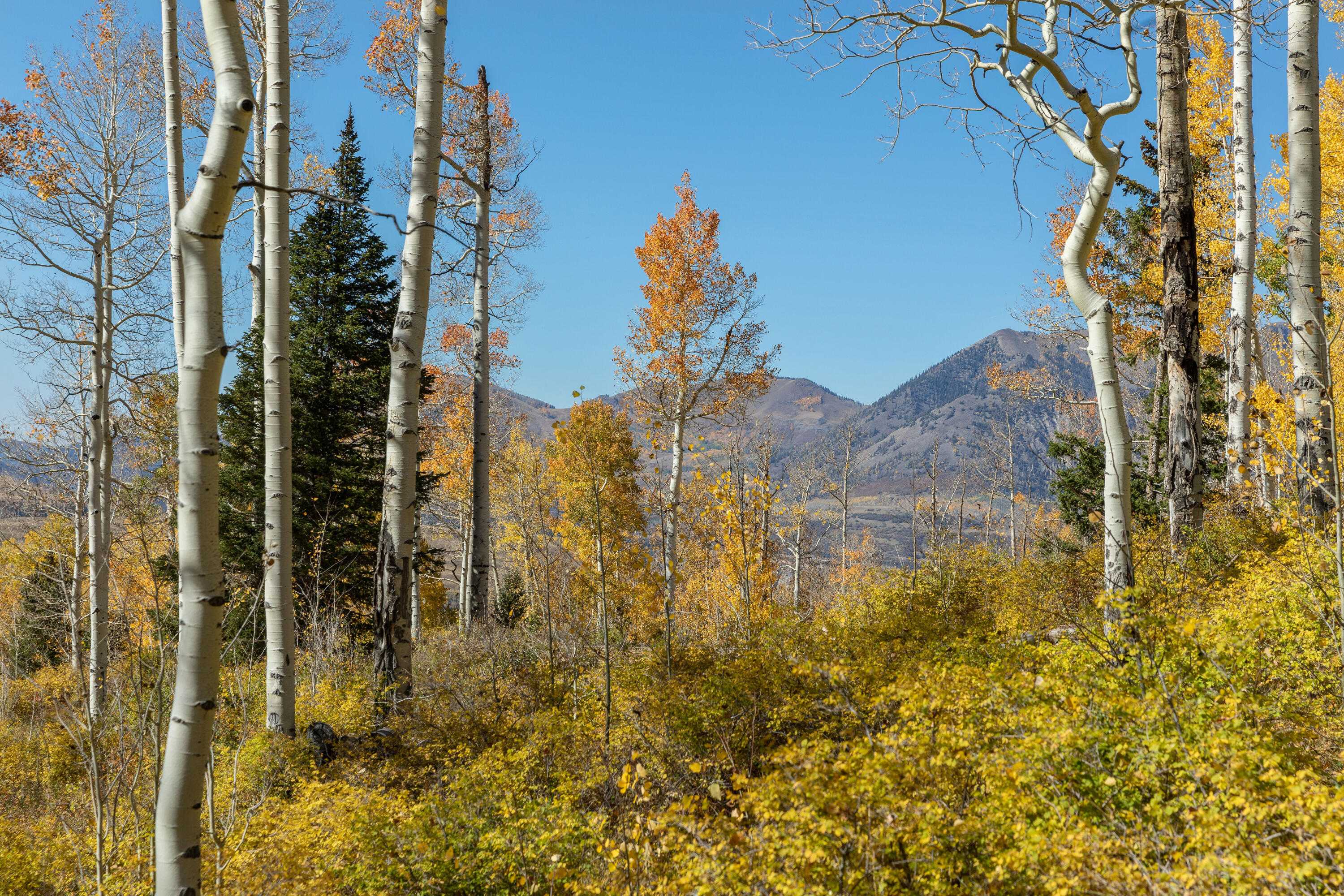 TBD Elk Run