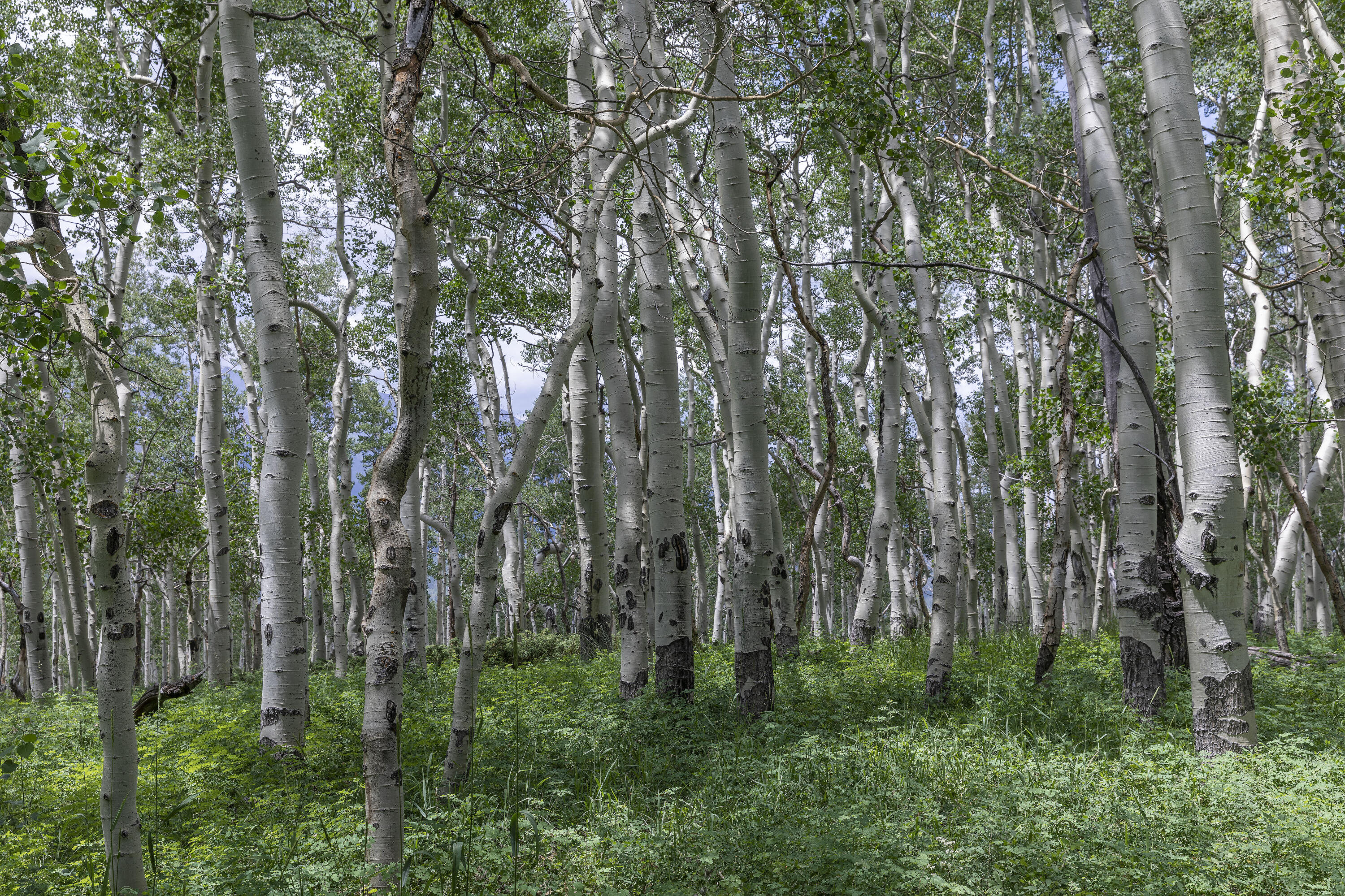 TBD Saddle Horn Lane