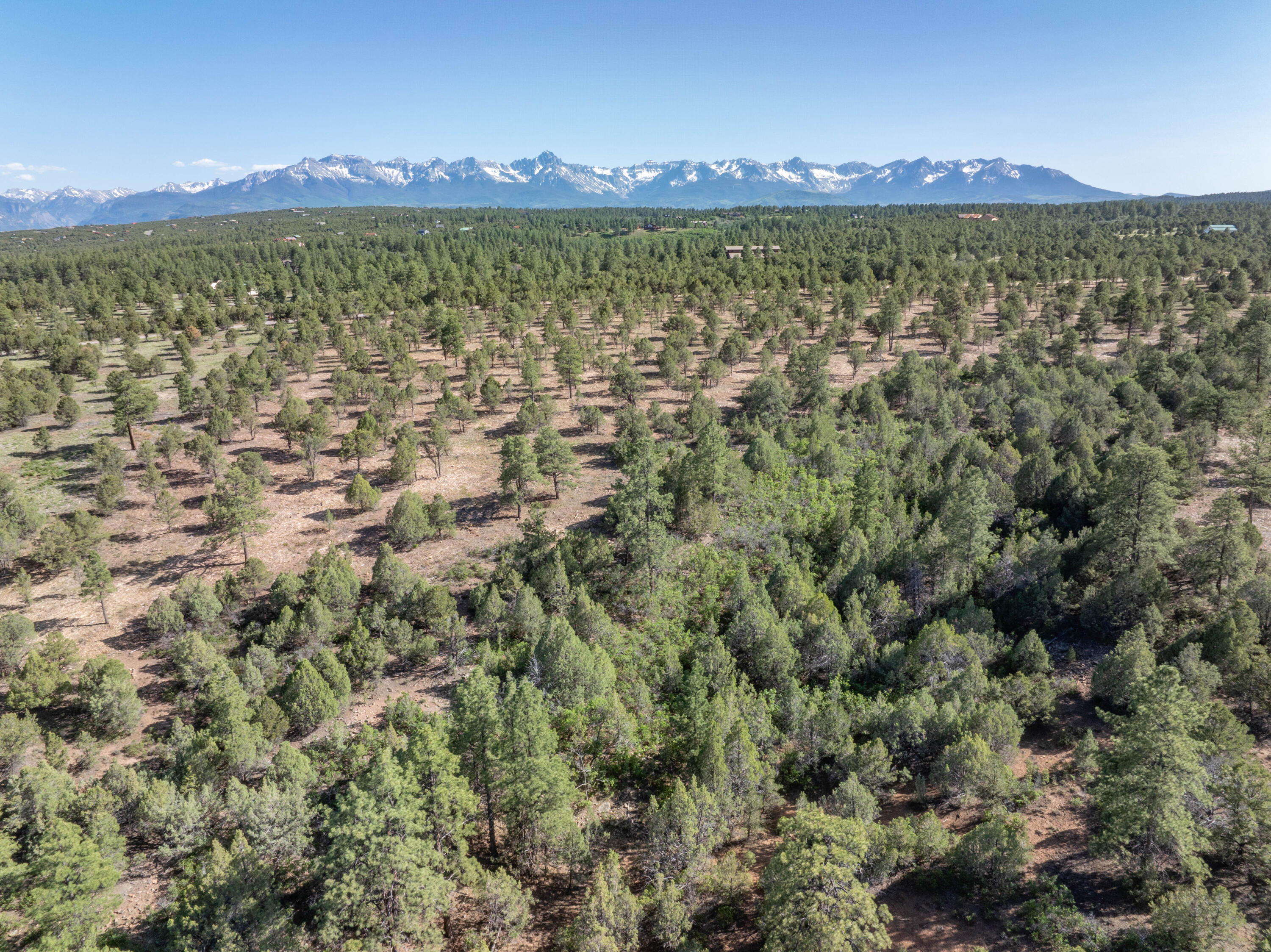 Aerial view of pine-covered land with a distant snow-capped mountain range.
