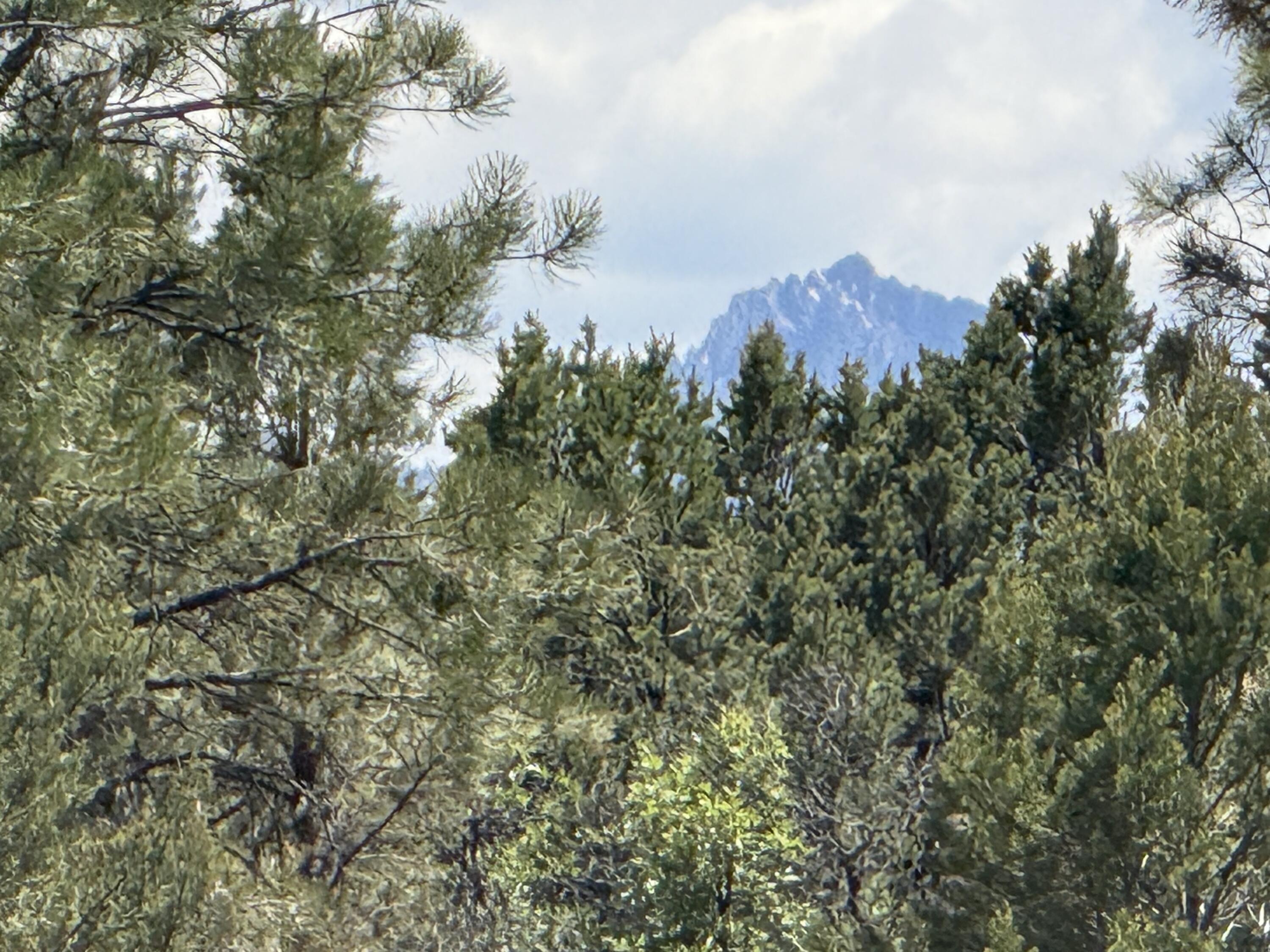 Mountain peak visible above dense evergreen forest.