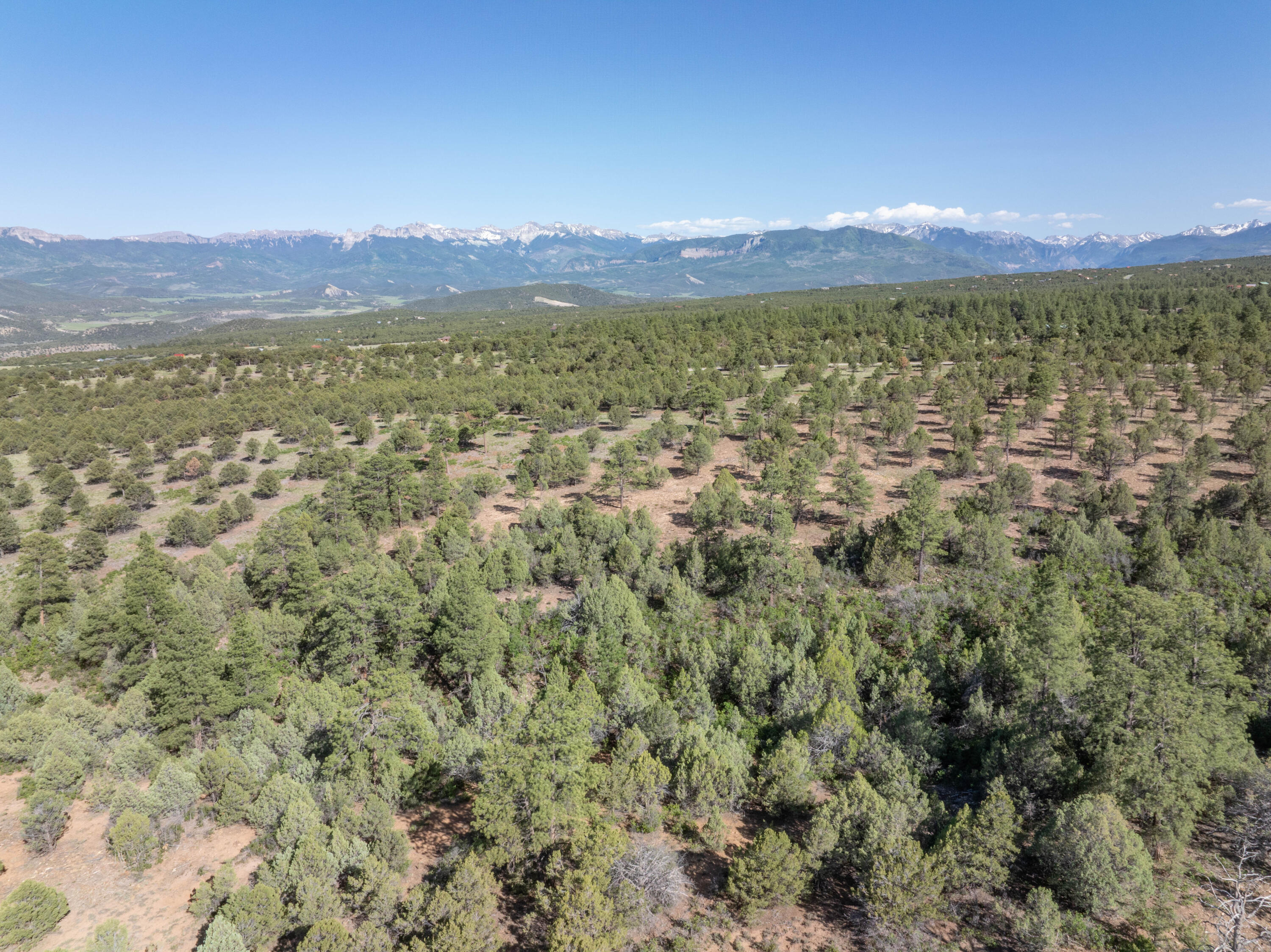 Aerial view of pine-covered land with distant snow-dusted mountains.