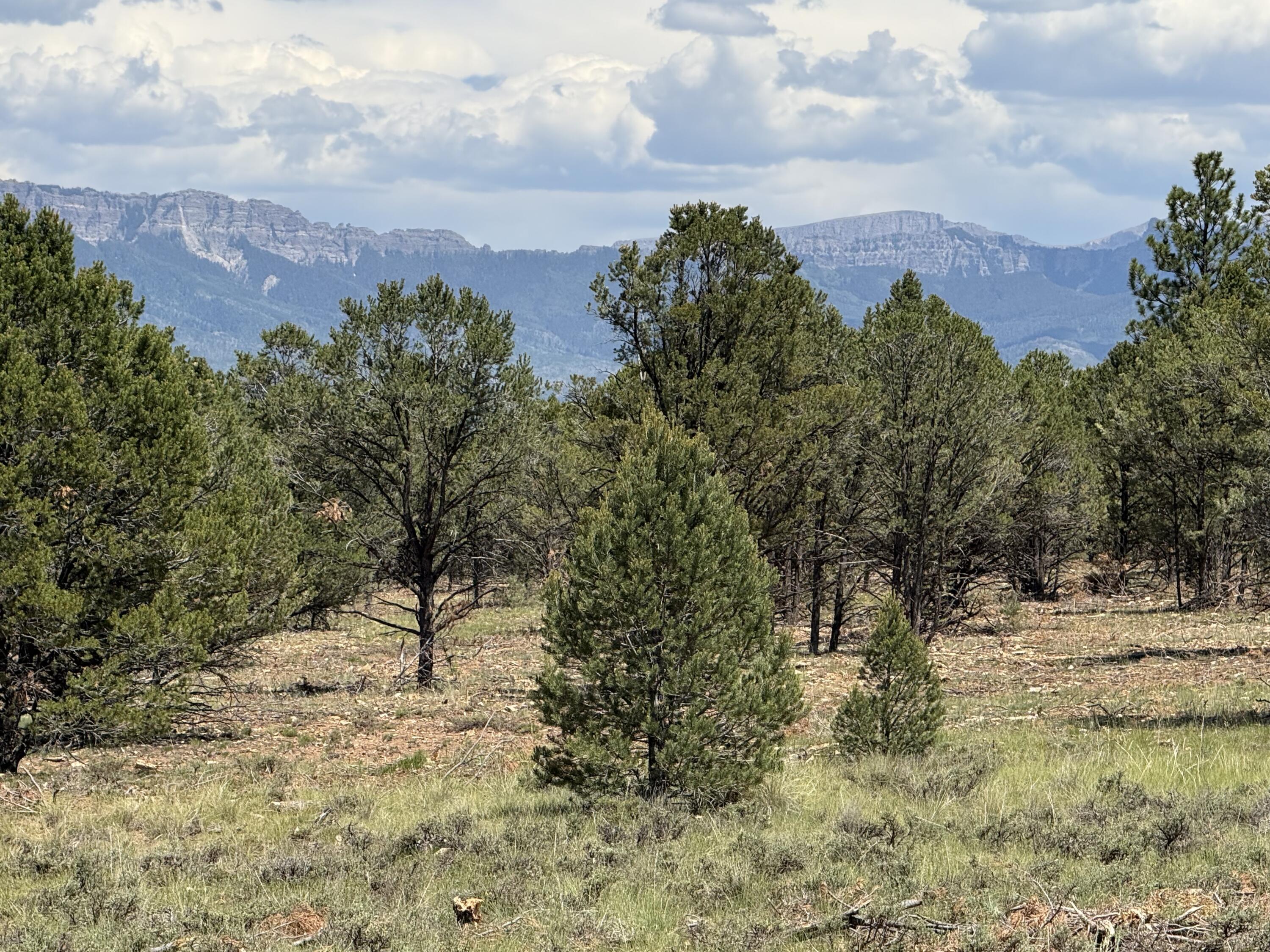 Open, pine-dotted land with a distant mountain range beneath a cloudy sky.