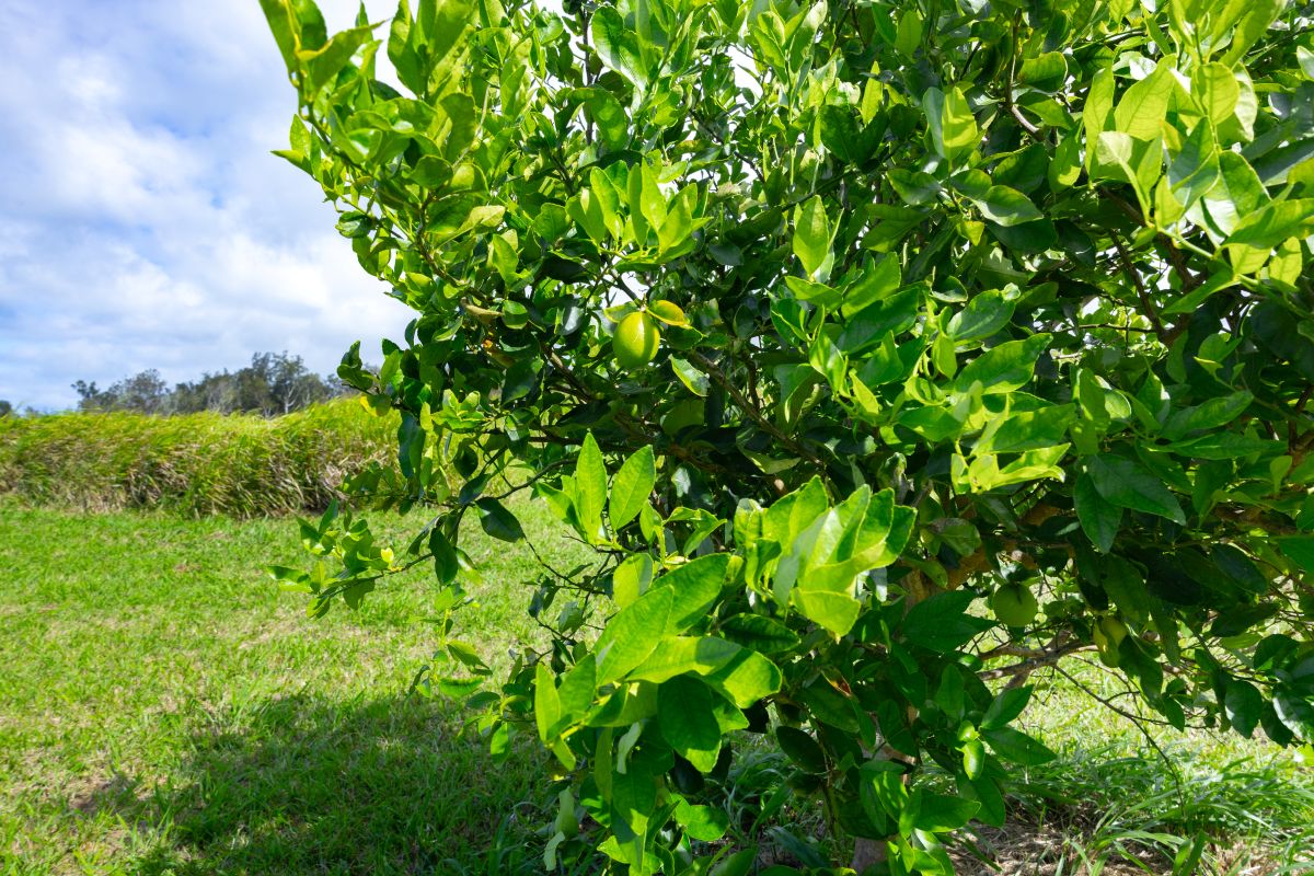 54-1749 PAIPO KANE RD