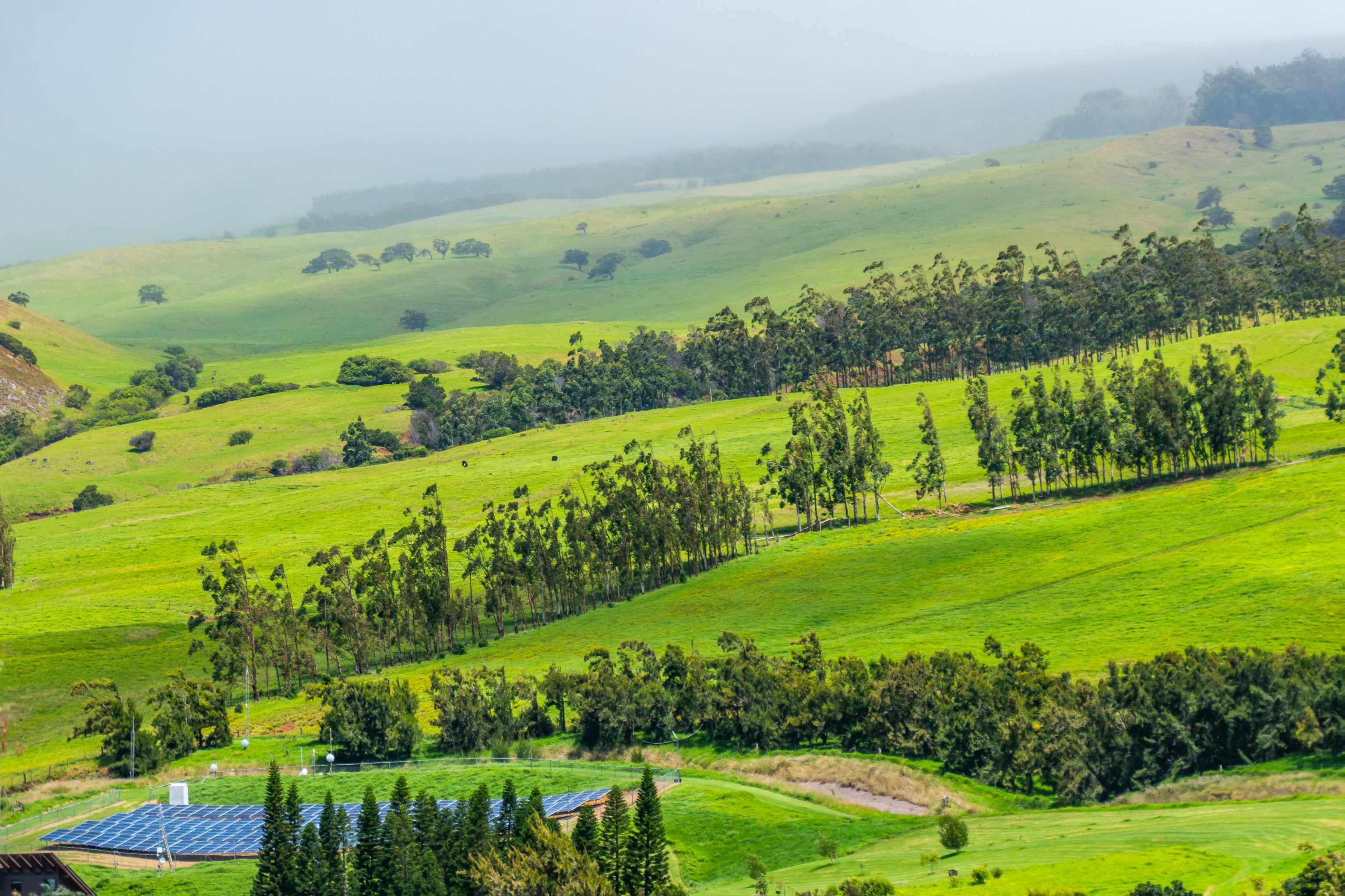 Rolling green hills with rows of trees, solar panels, and a misty ridge.