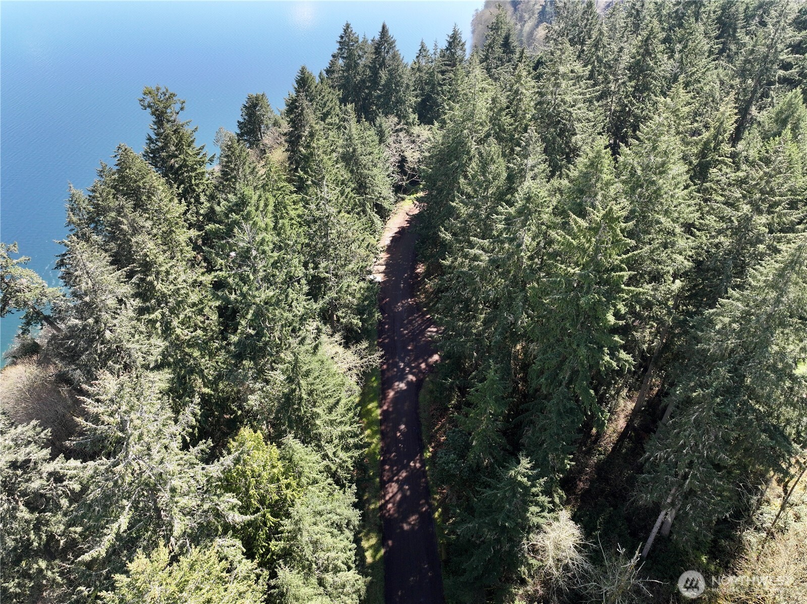 Aerial view of a wooded waterfront property with a winding road through evergreen trees.