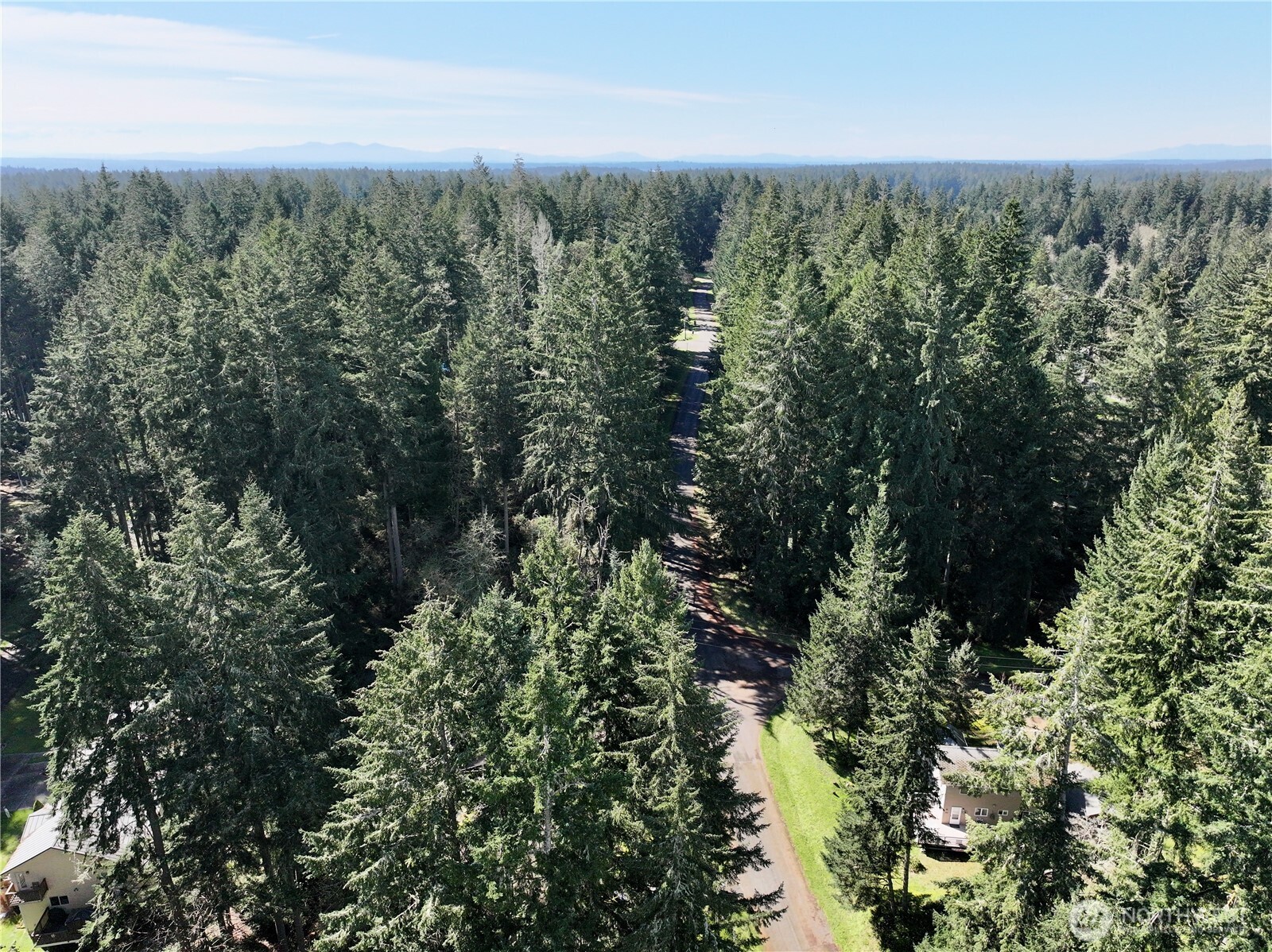 Aerial view of a forested neighborhood with a road winding between tall evergreens and scattered homes.