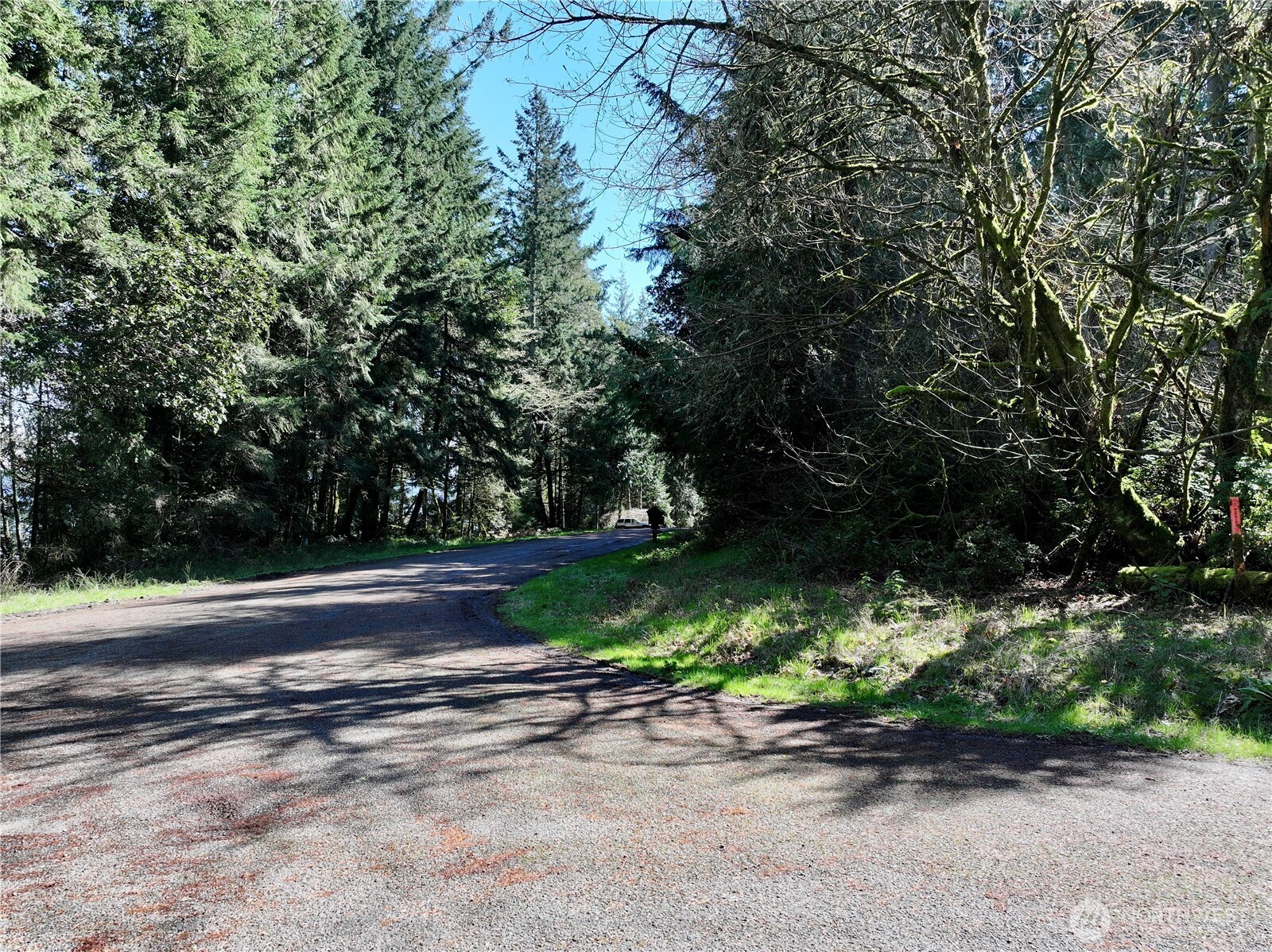 Gravel road curving through dense woods beside a small red roadside marker.